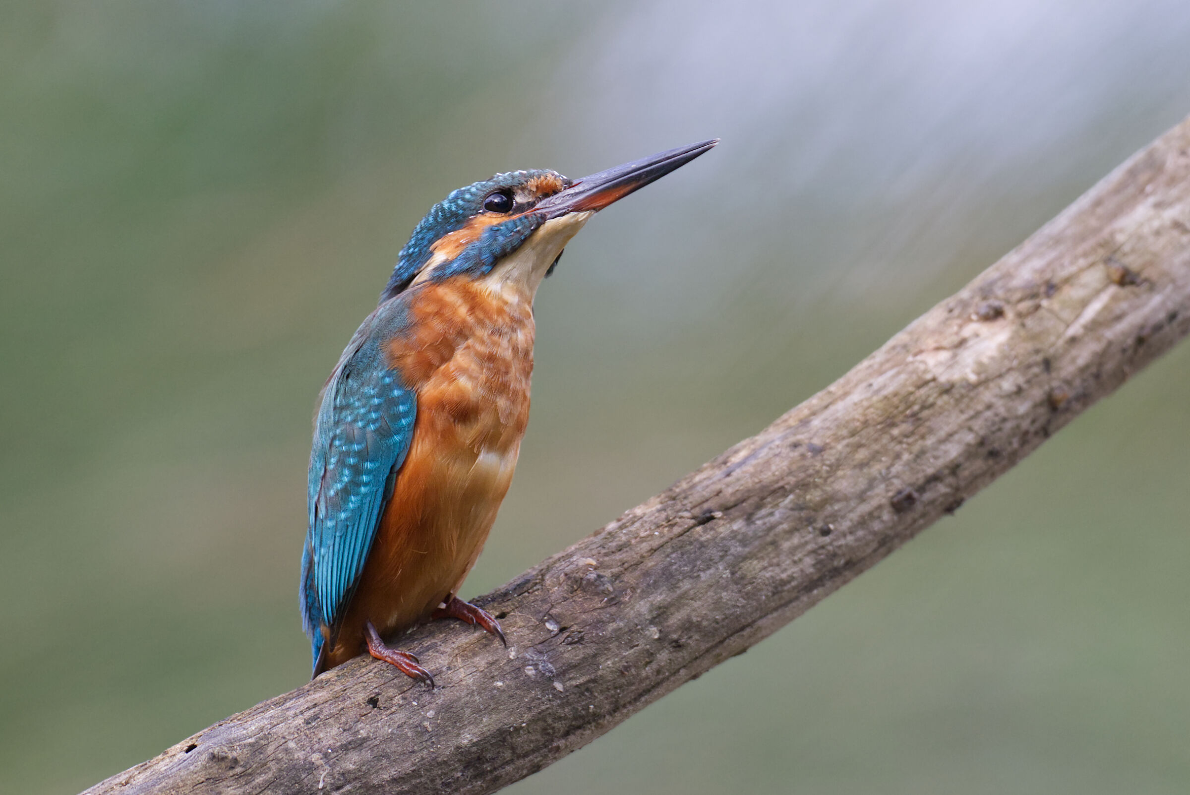 Kingfisher