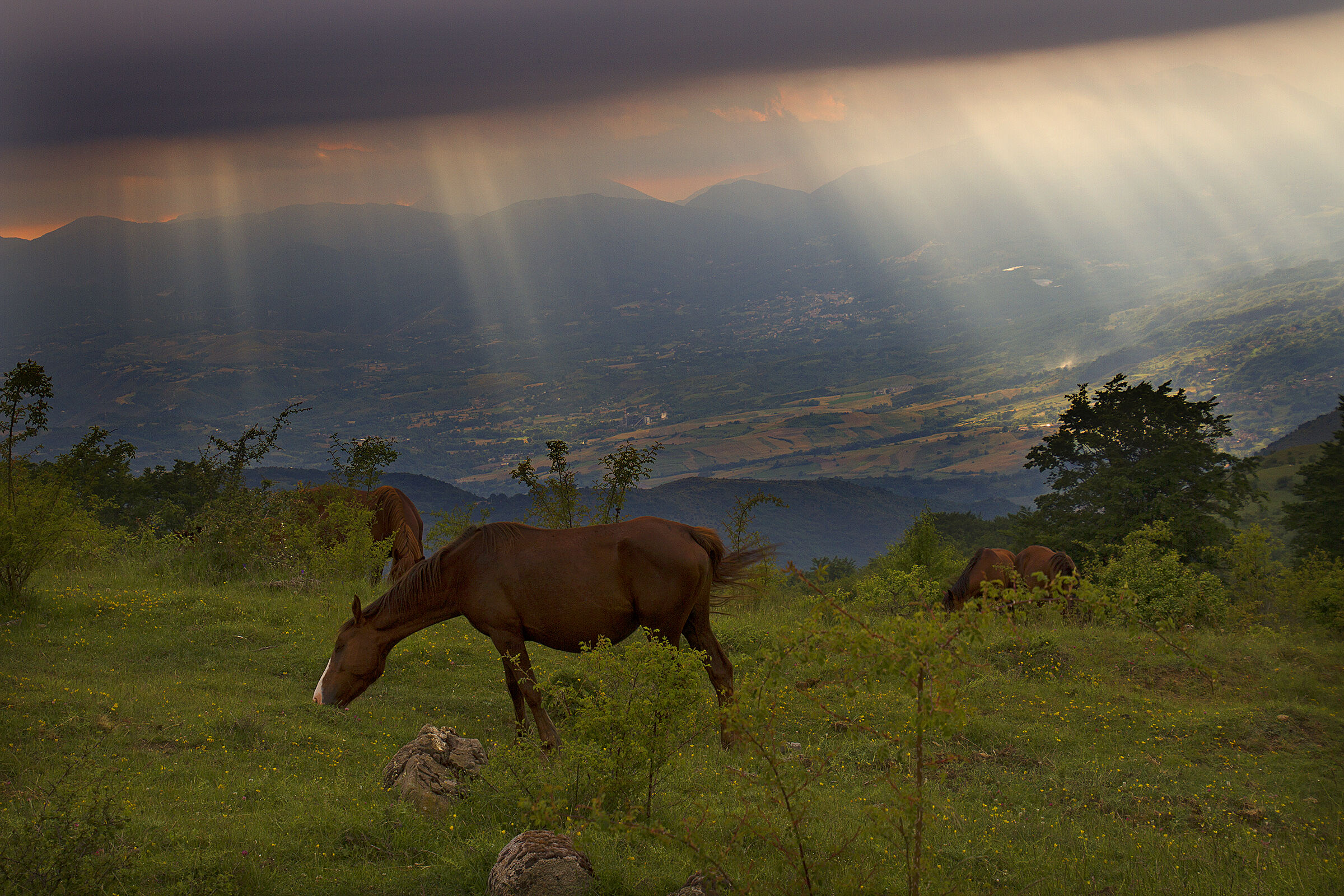 Cavalli - Parco Nazionale Del Pollino