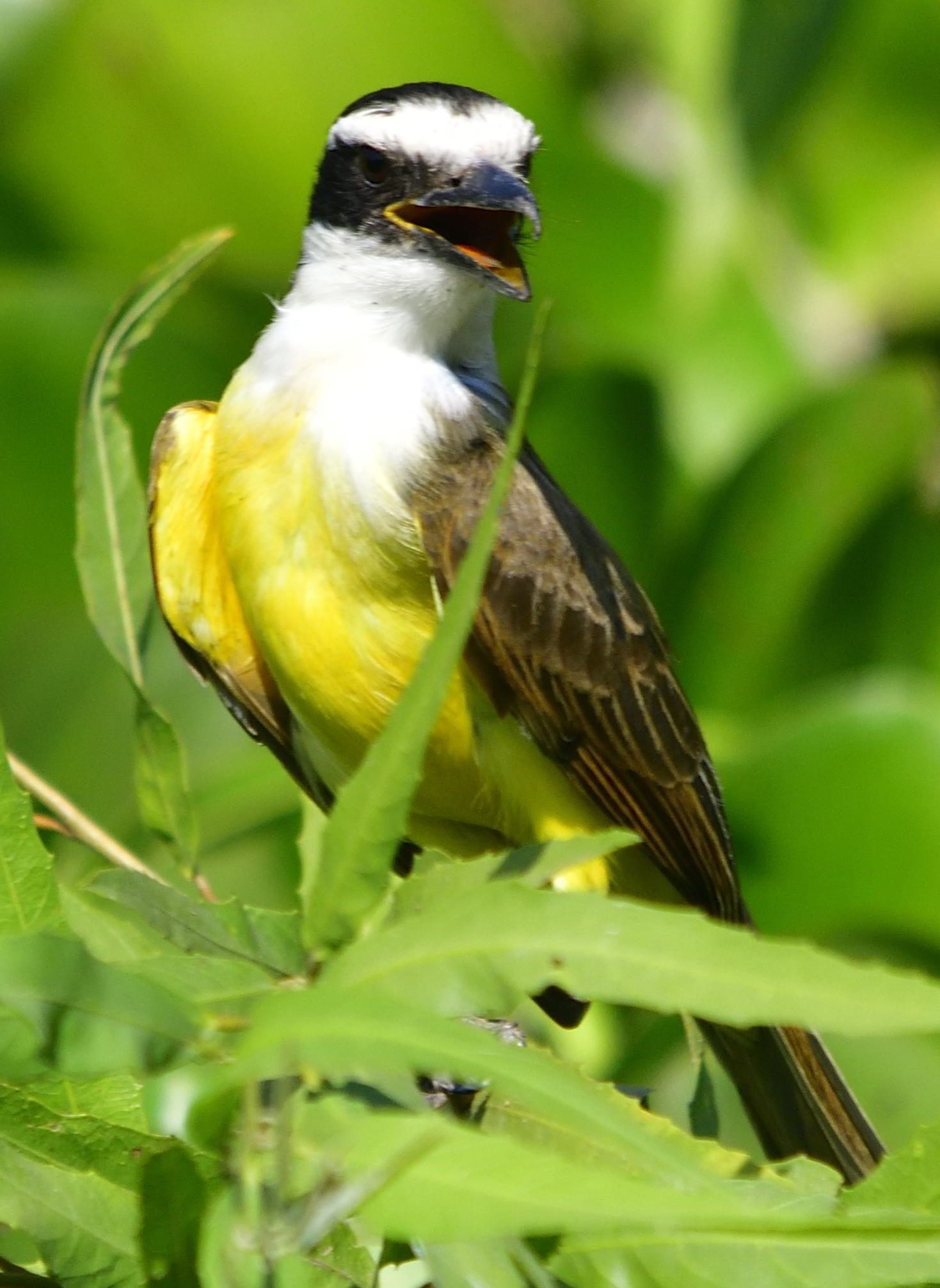 Pantanal