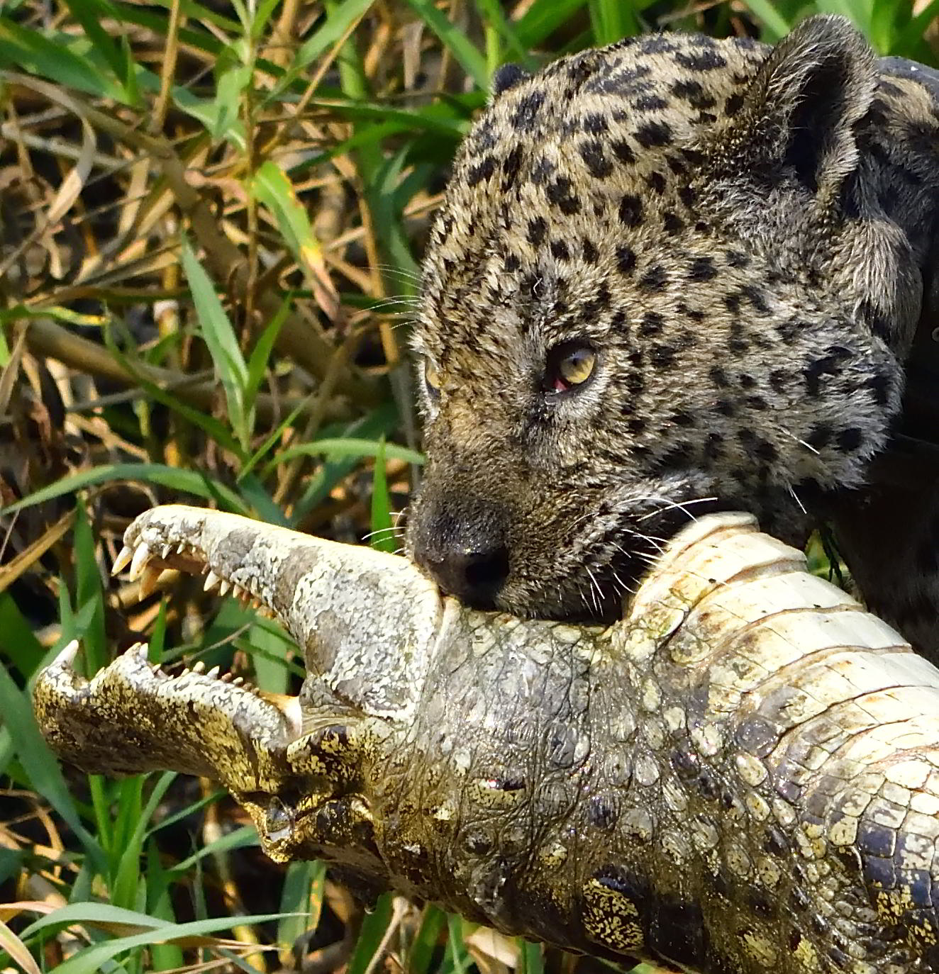 Pantanal