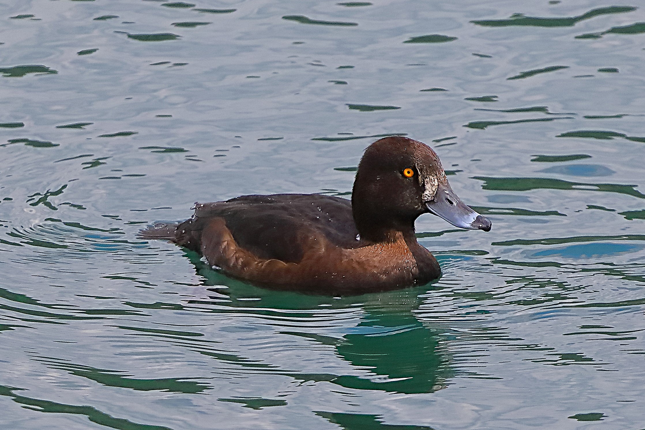 Moretta T M 24 aprile 2024 - 0072