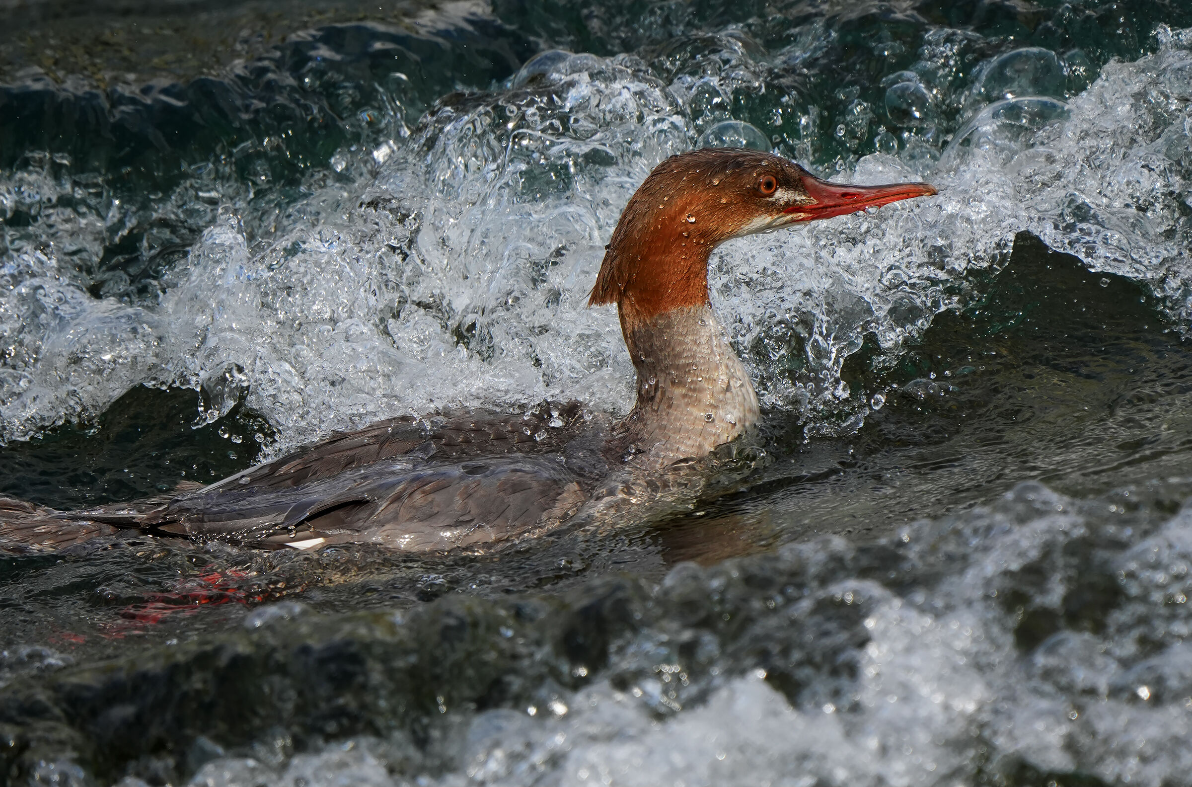Female Merganser