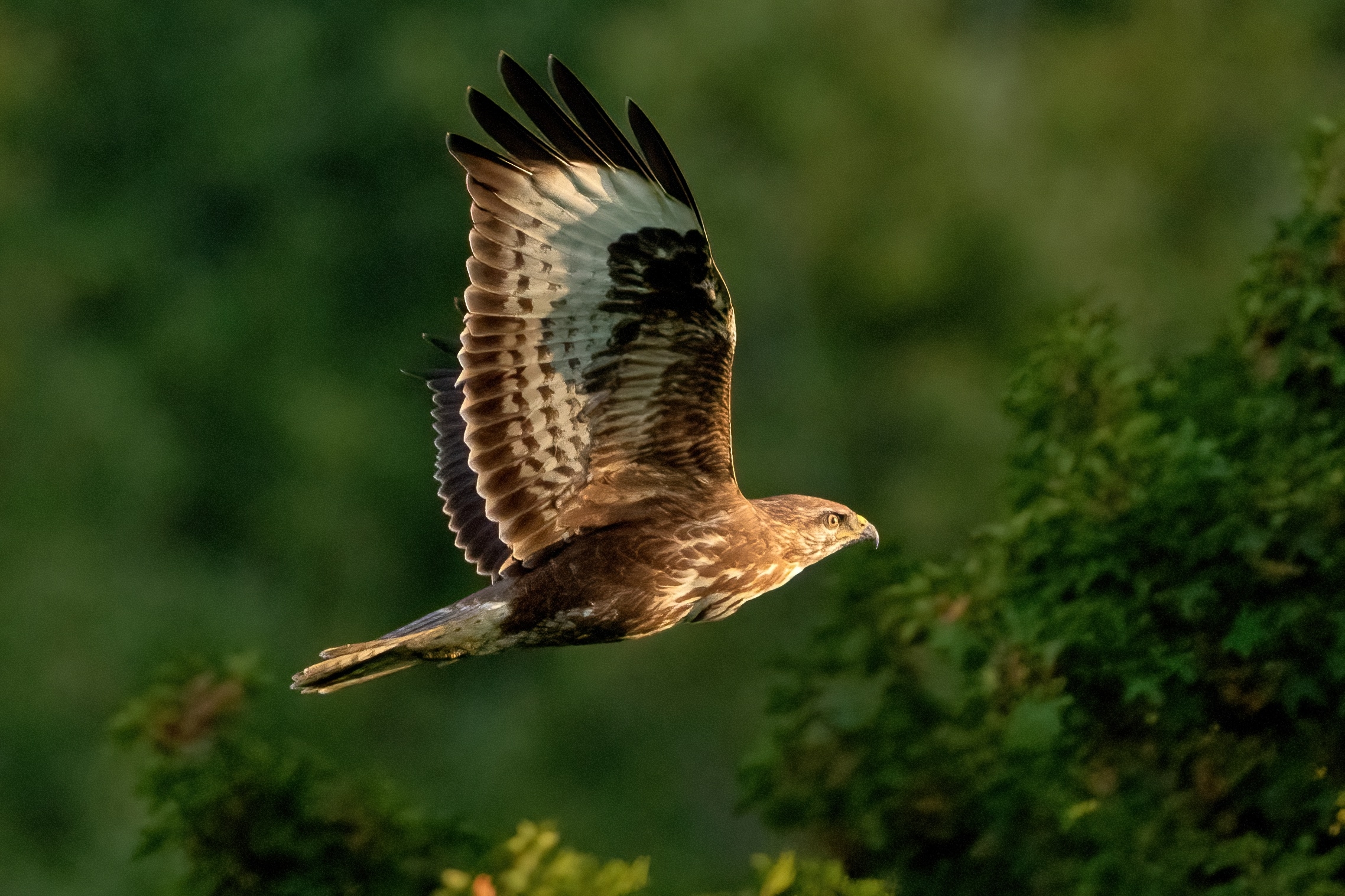 Buzzard (Buteo buteo)