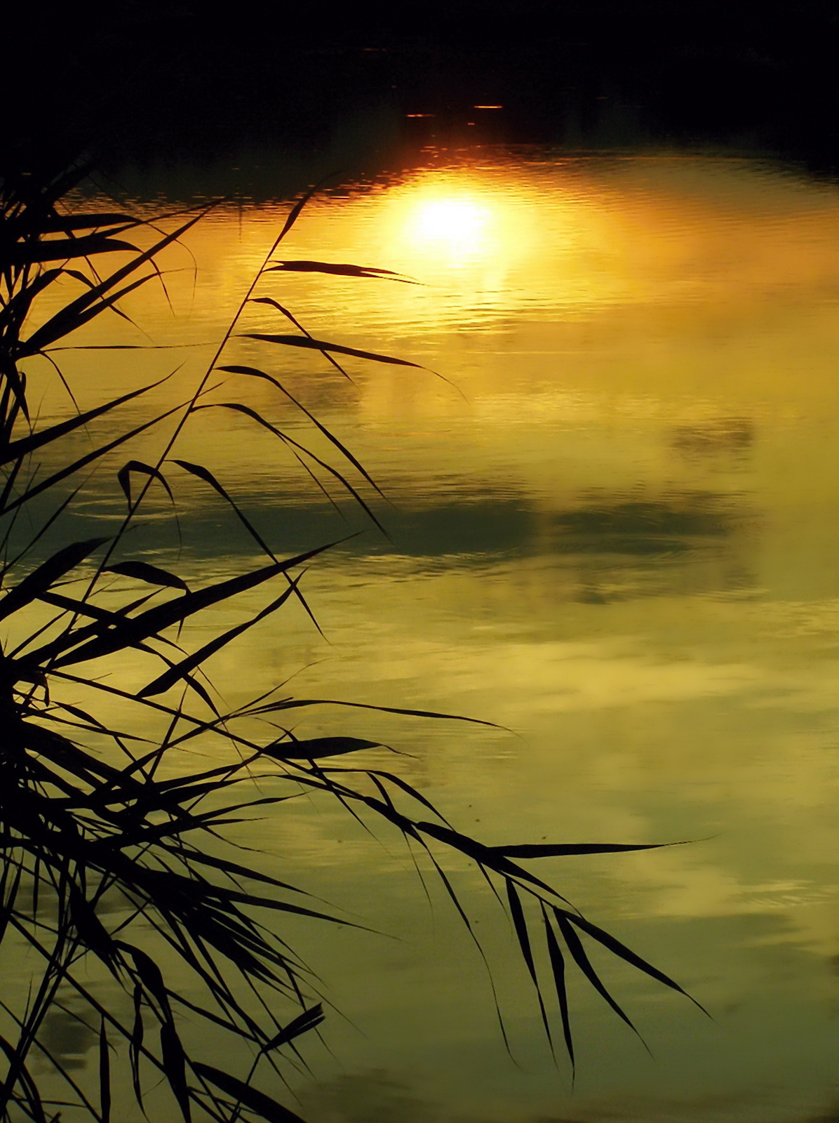 early summer evening