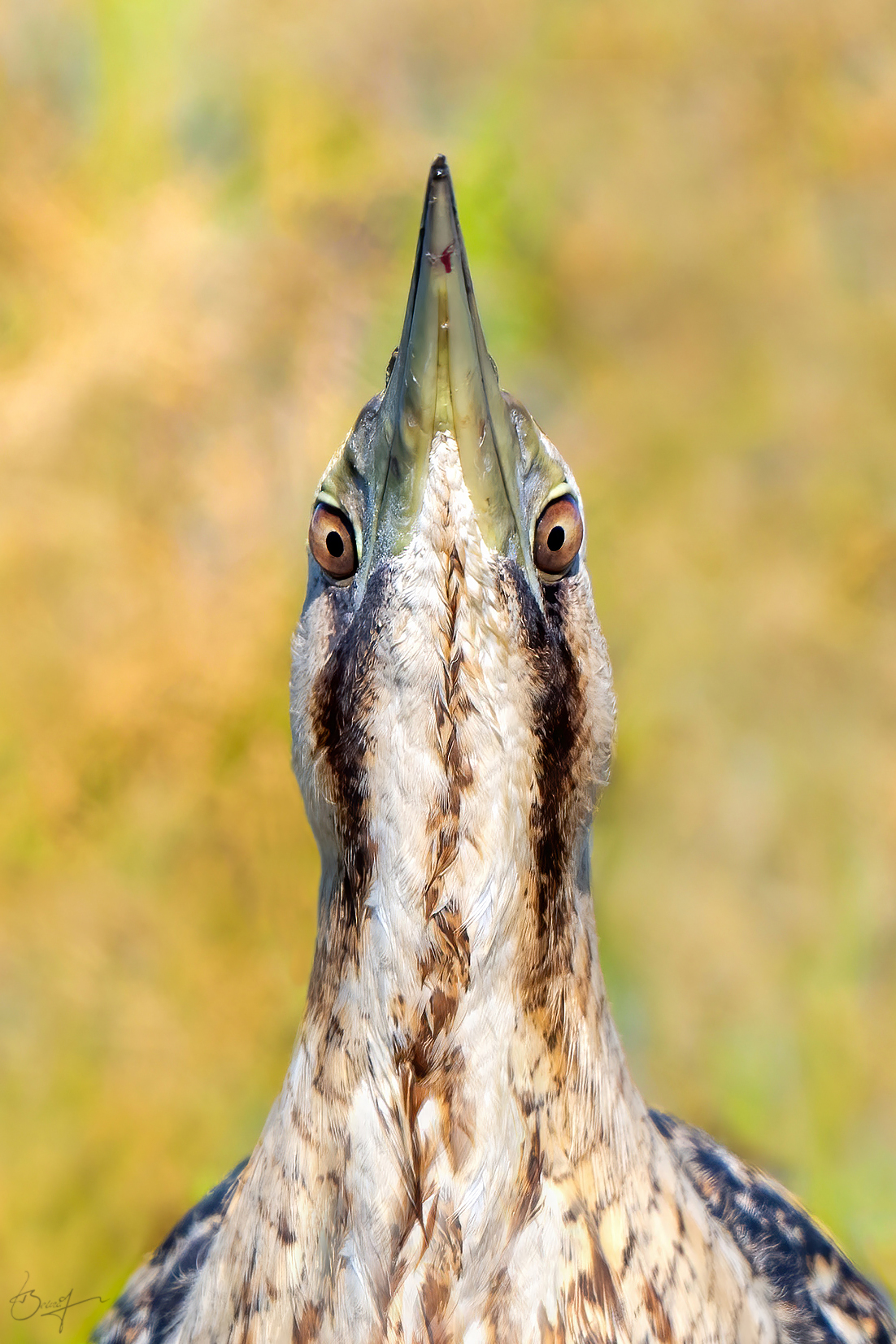 Botaurus---Shy and cute bird