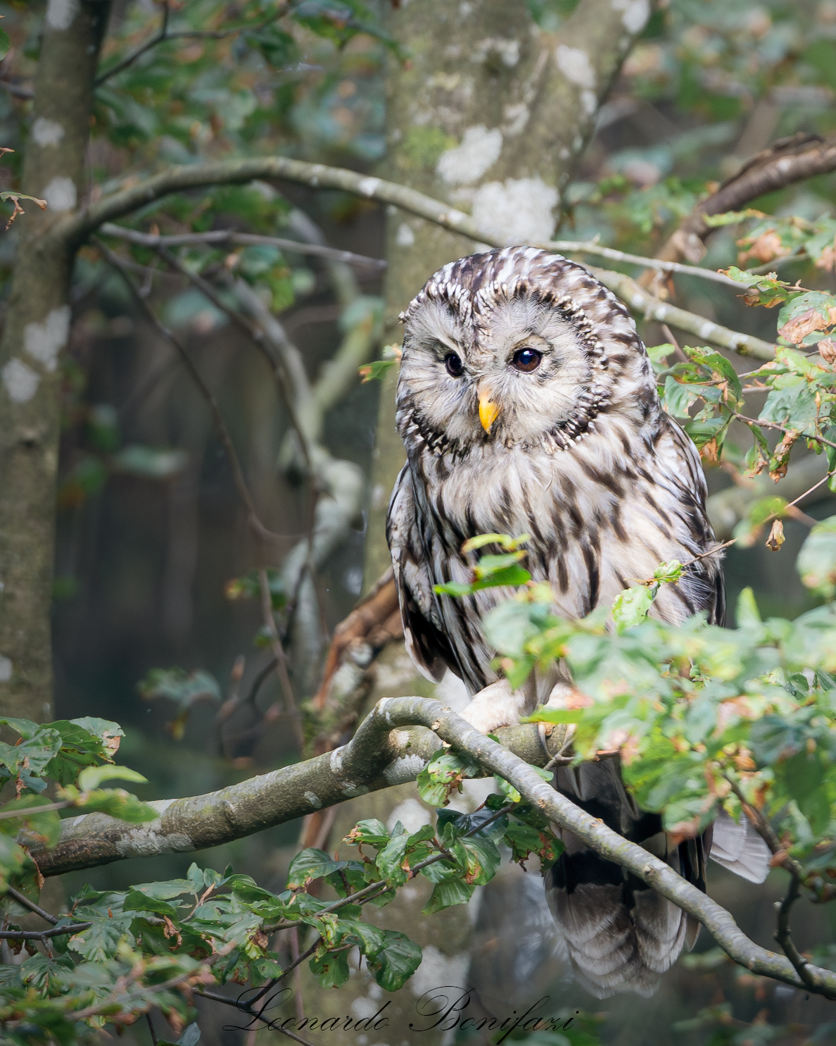 Ural Tawny Owl