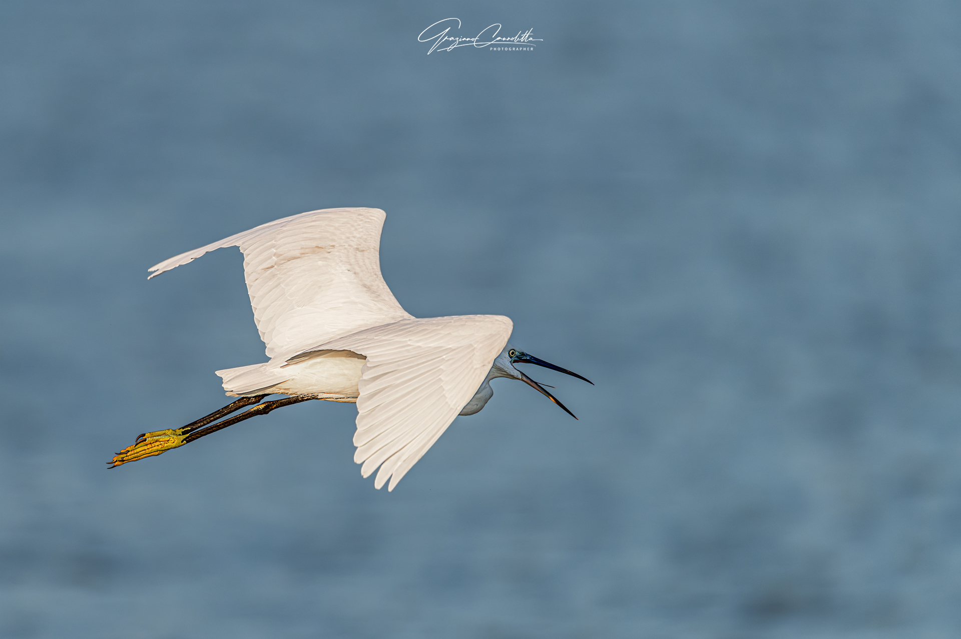 A beautiful little egret sticking its tongue out
