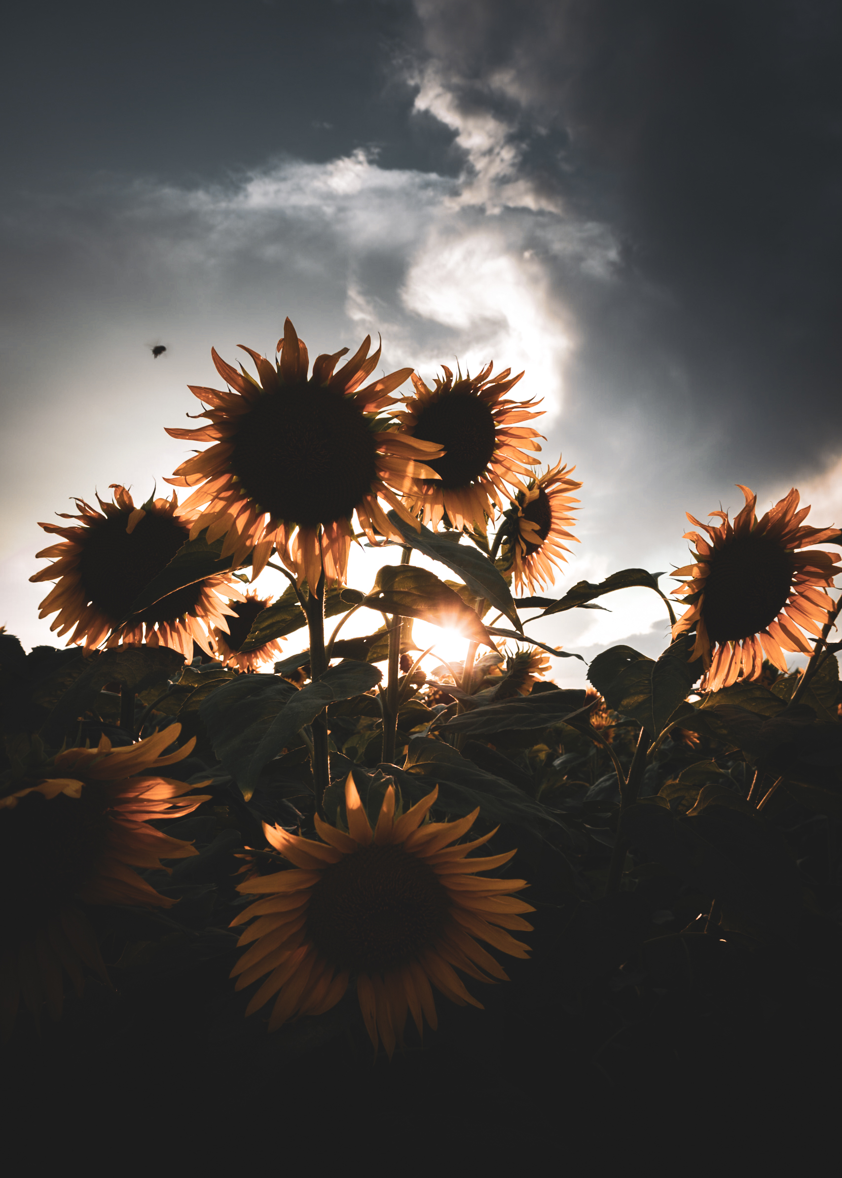 Sunflowers at Sunset