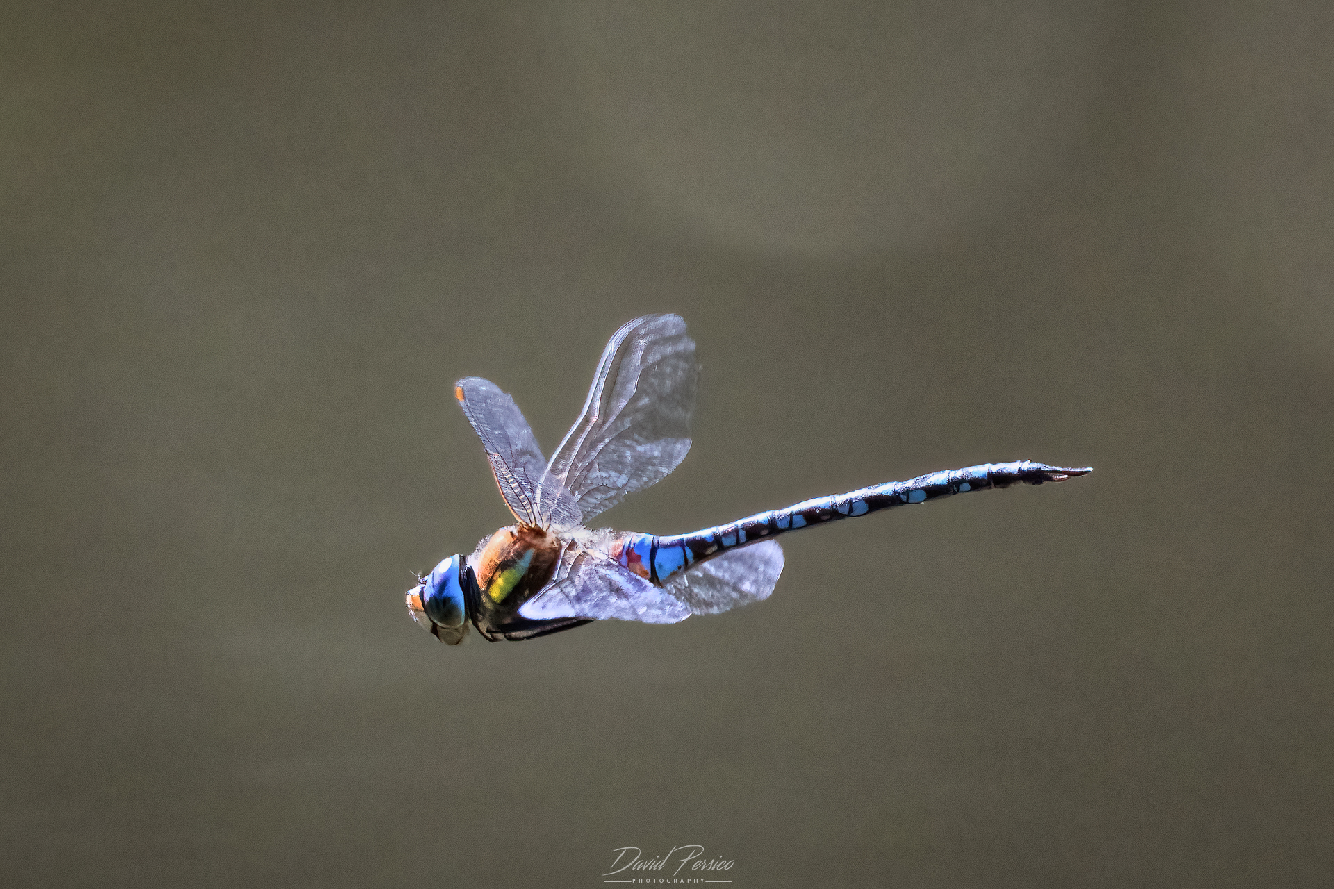 Dragonfly
