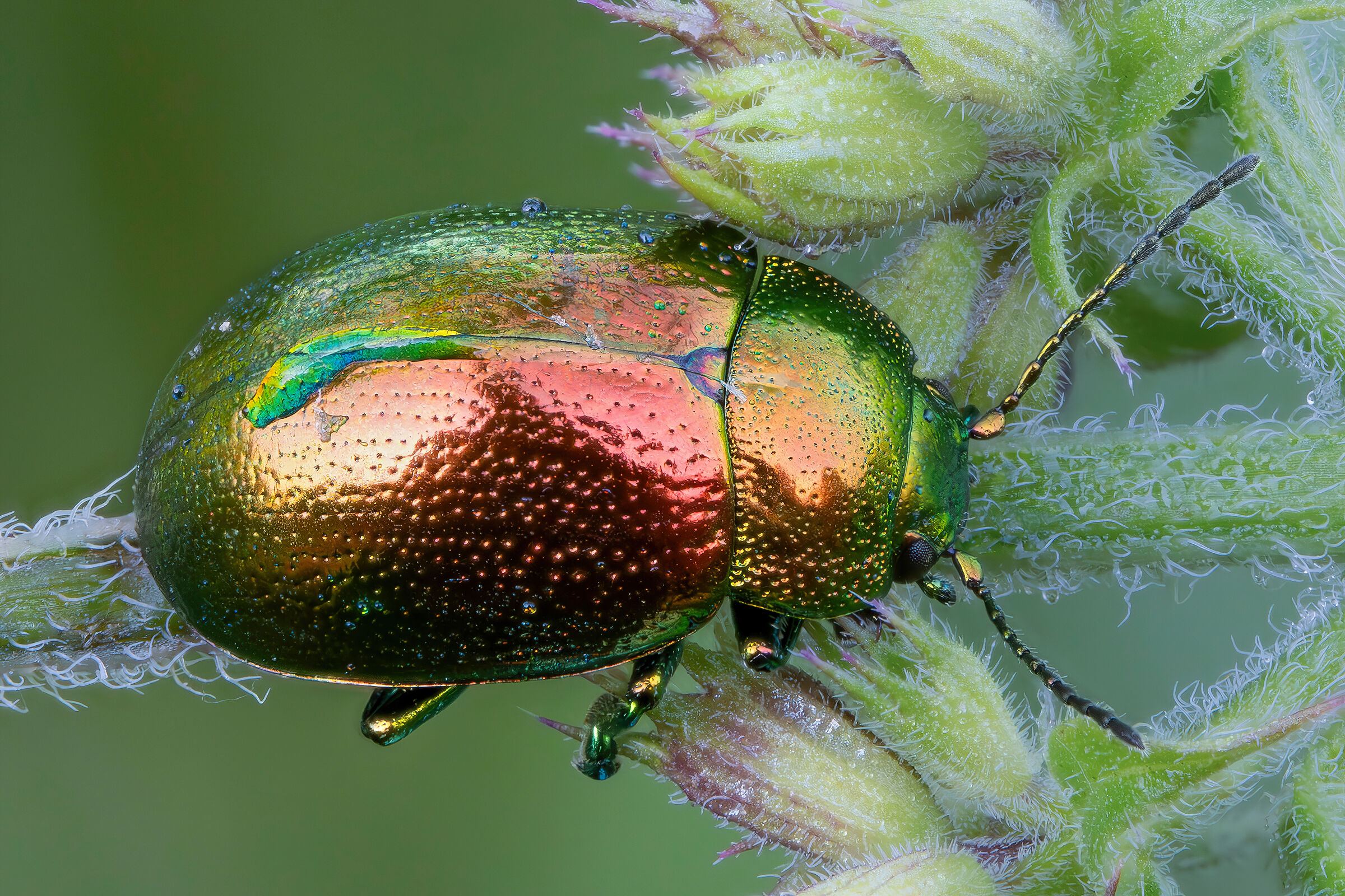 Chrysolina herbacea