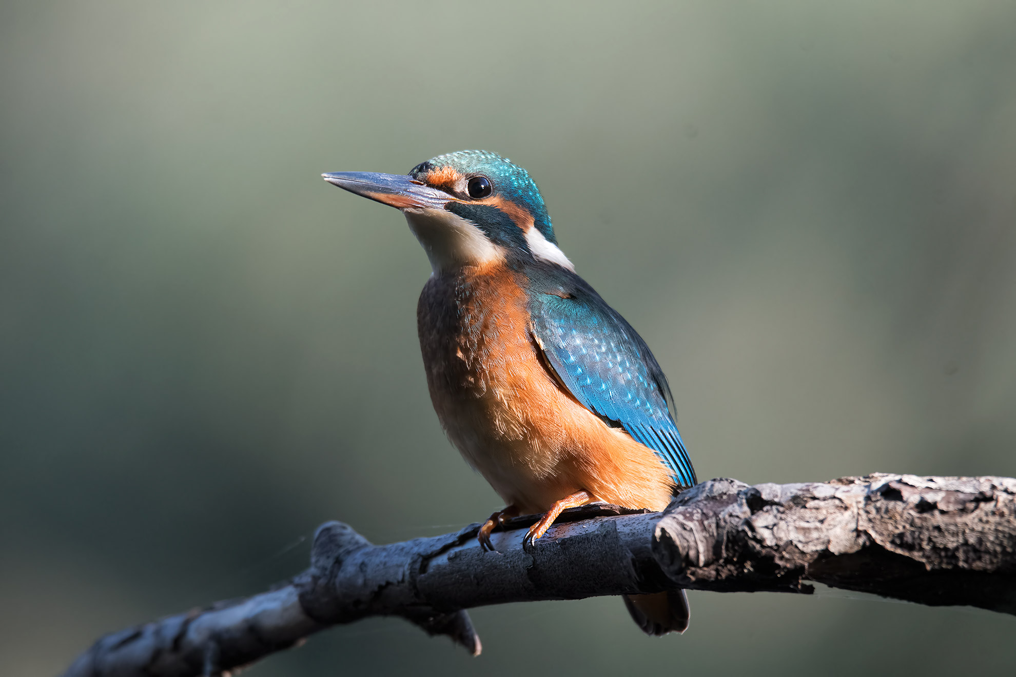 Kingfisher