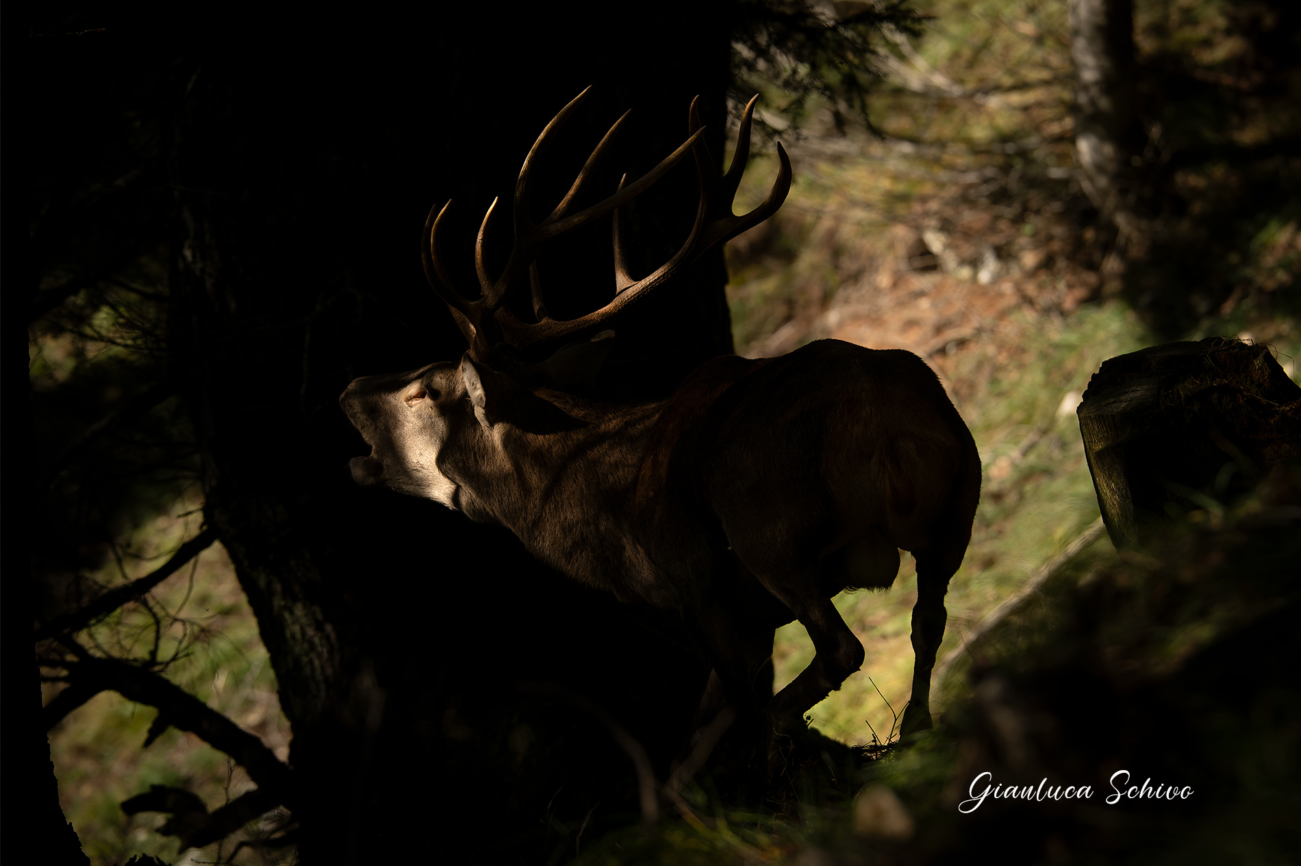 Bellows between lights and shadows