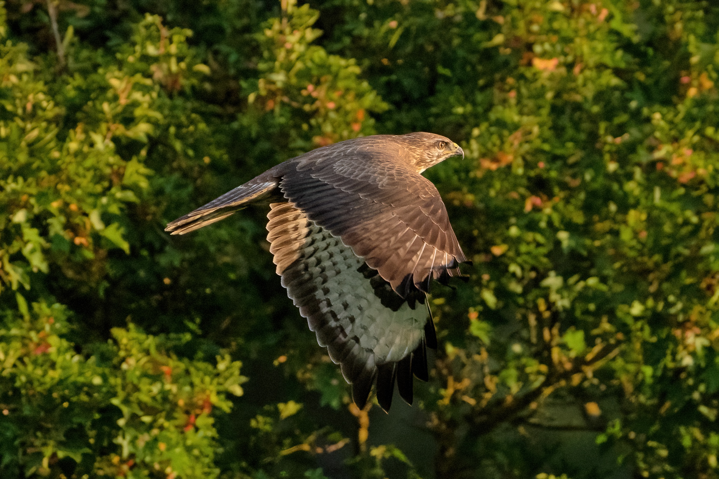 Buzzard (Buteo buteo)