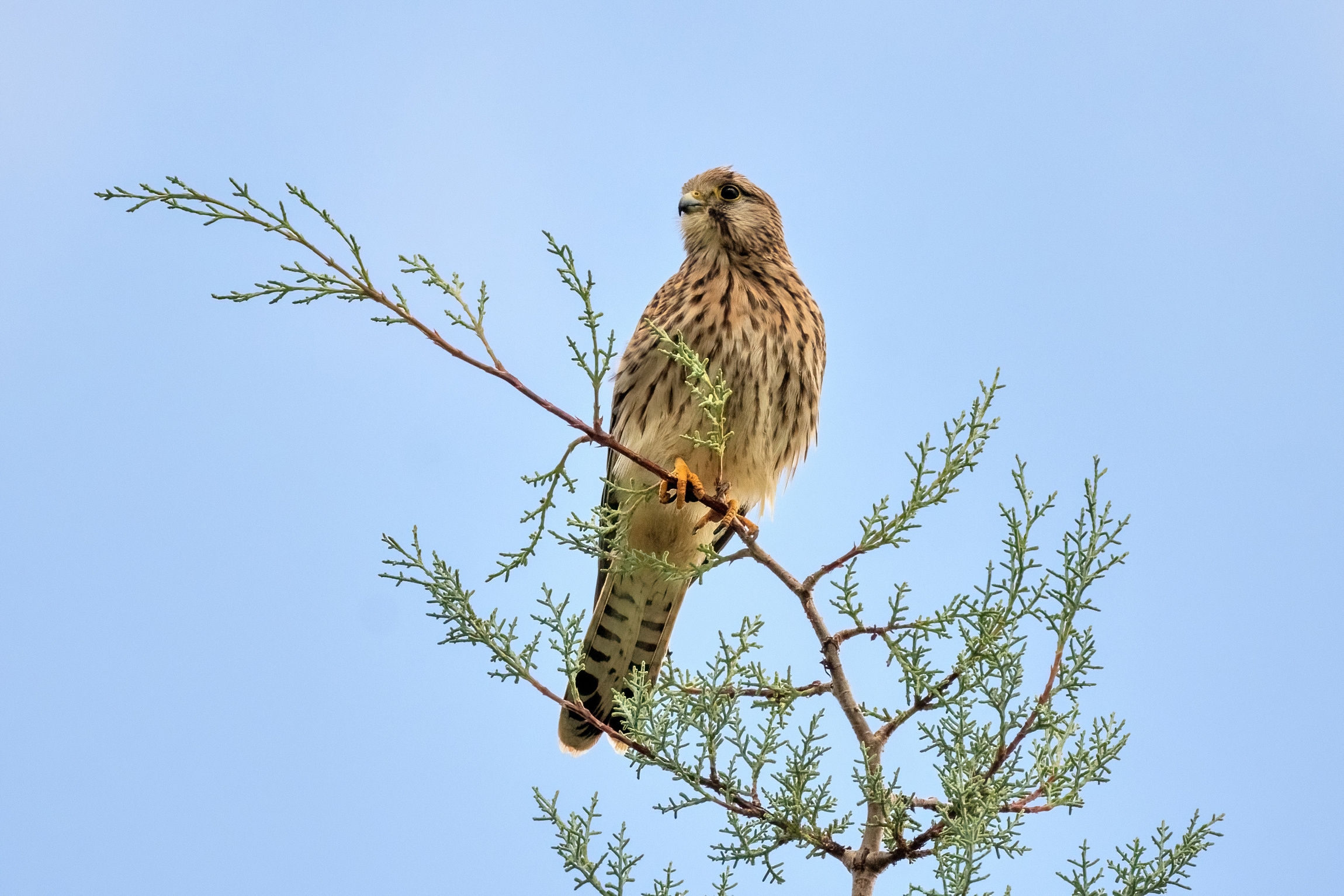 Kestrel (Falco tinnunculus)