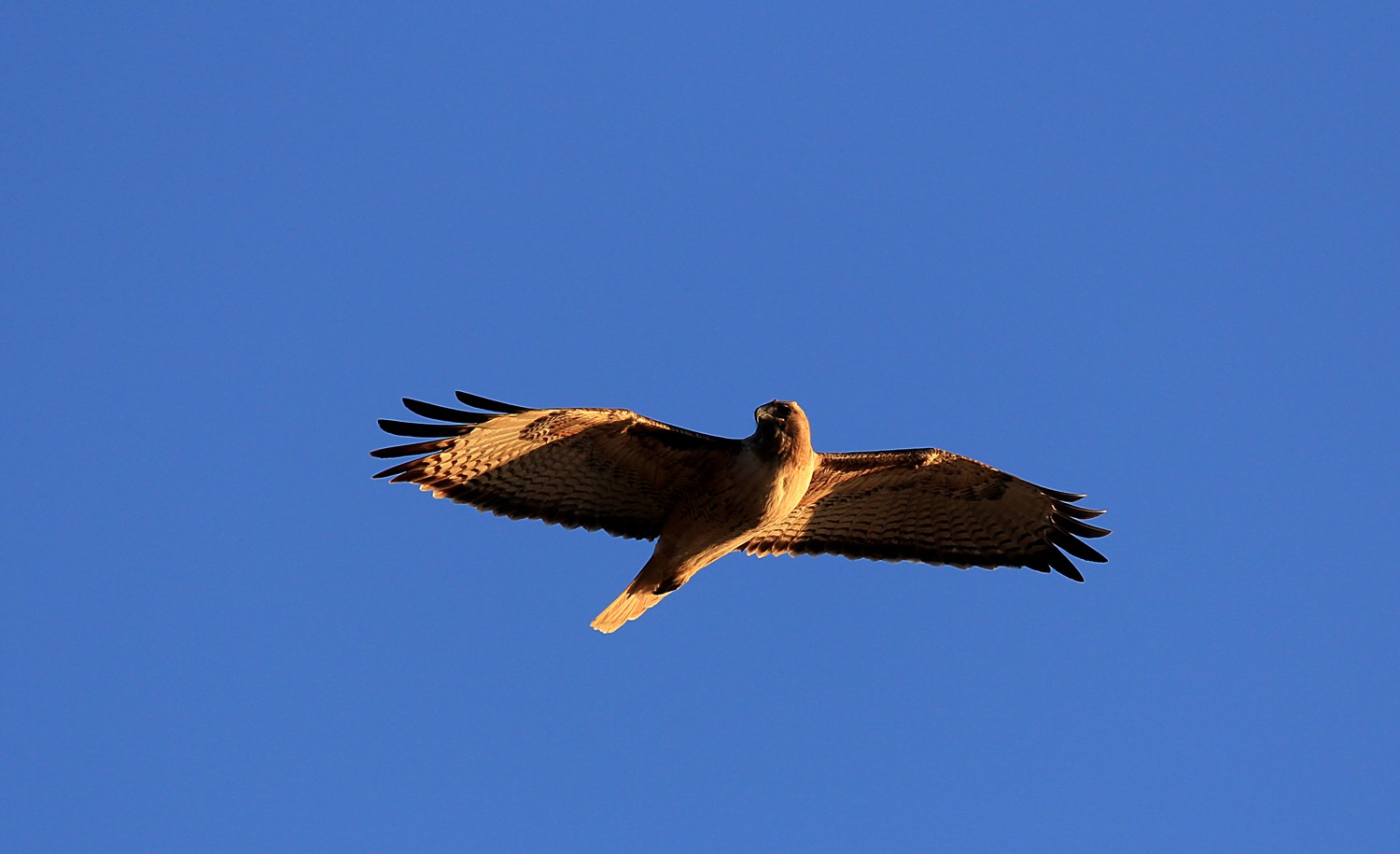 Hawk in flight