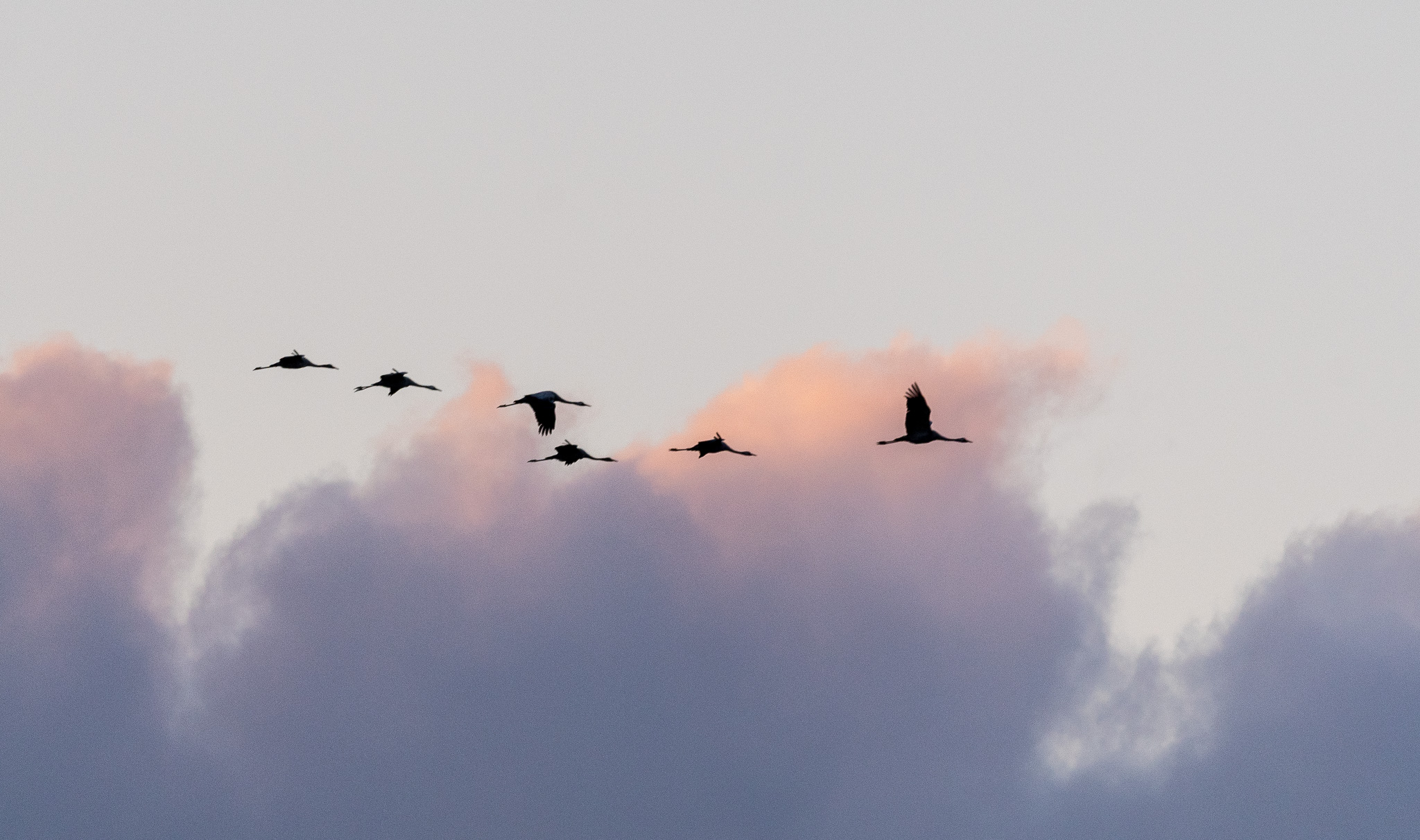 Buona migrazione (gru)