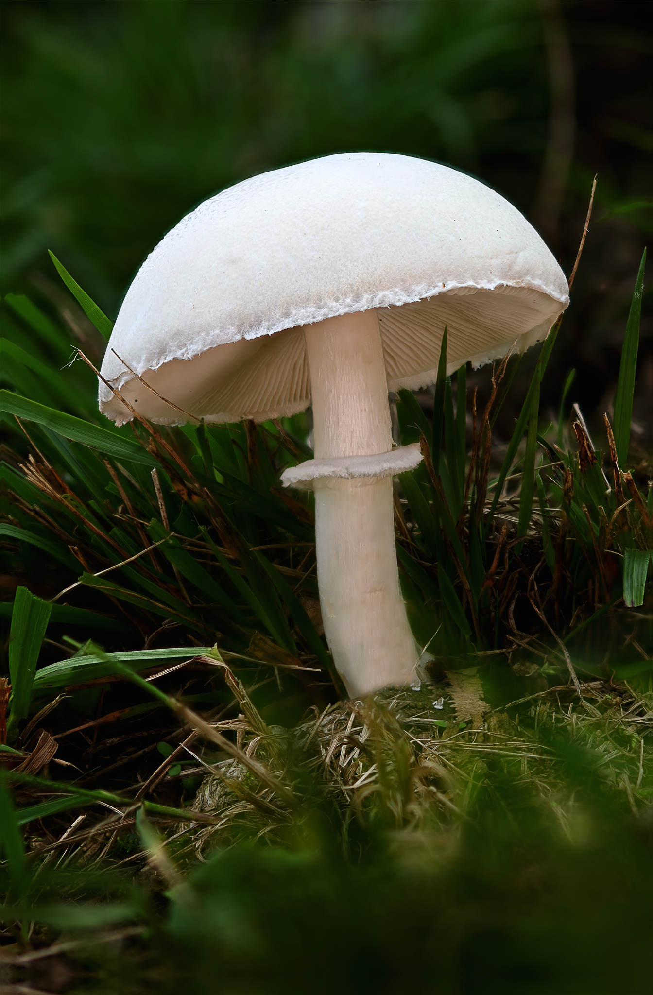 white mushroom0
