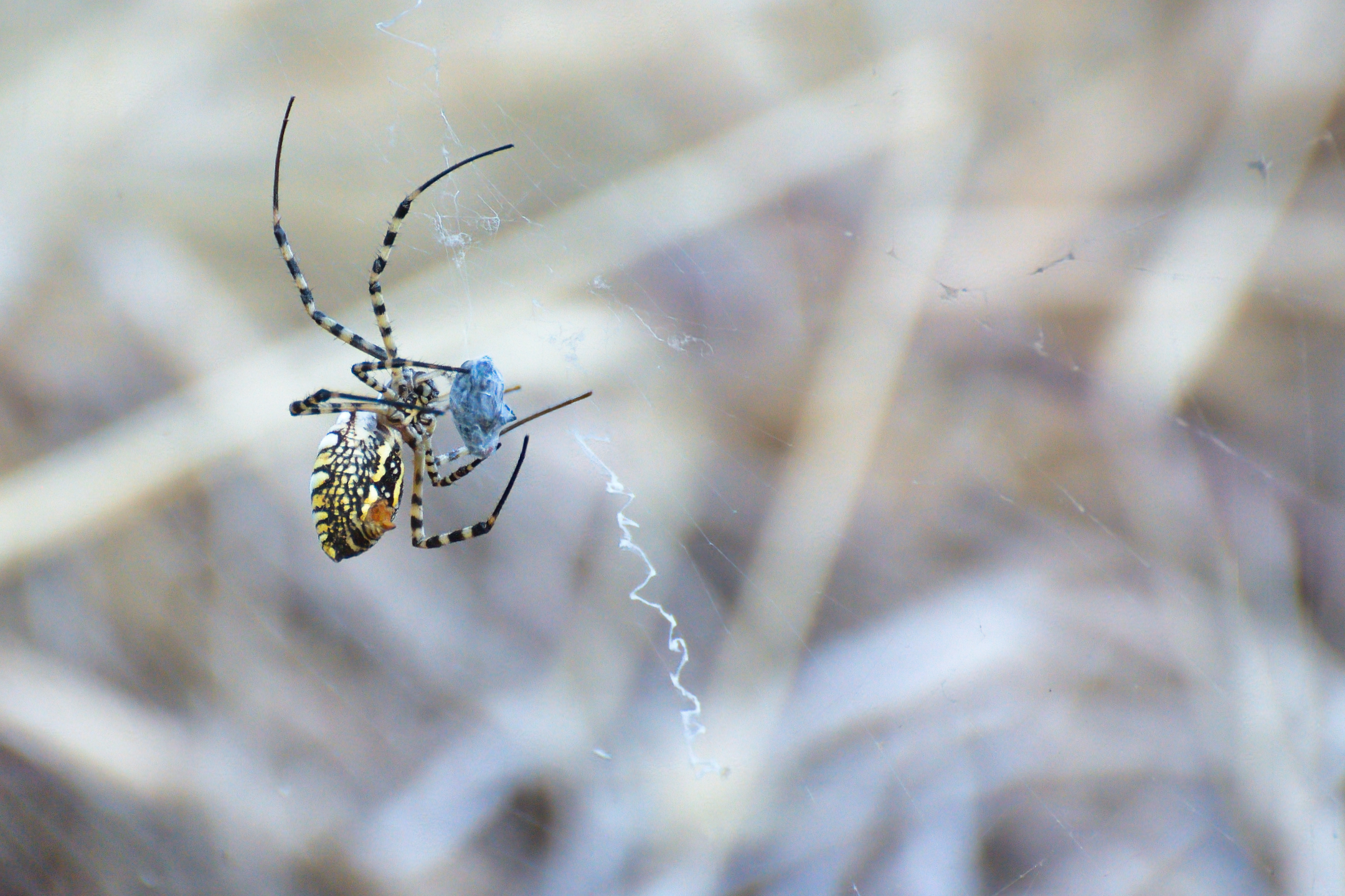 Wasp spider