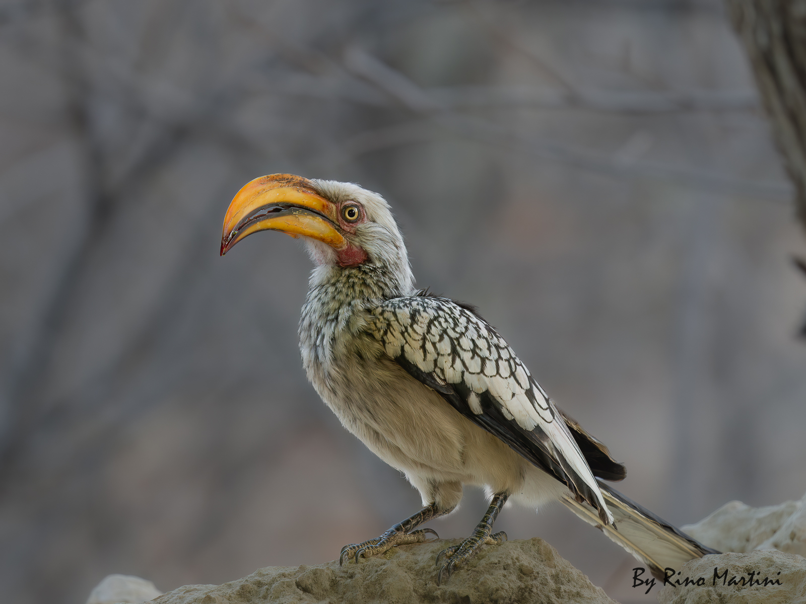 Southern Yellow-billed Hornbill