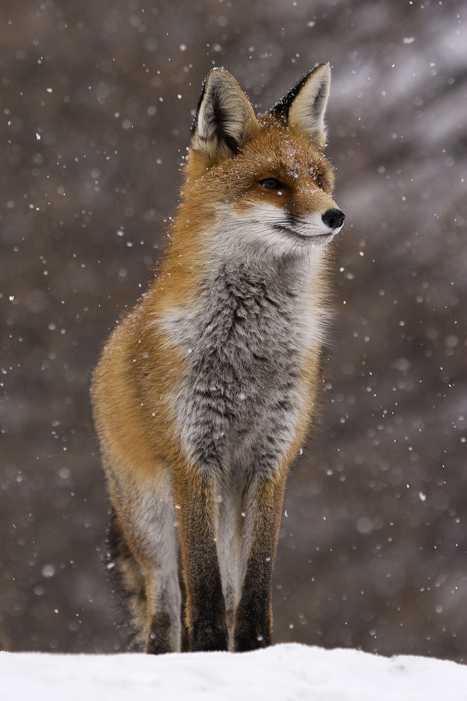 Fox