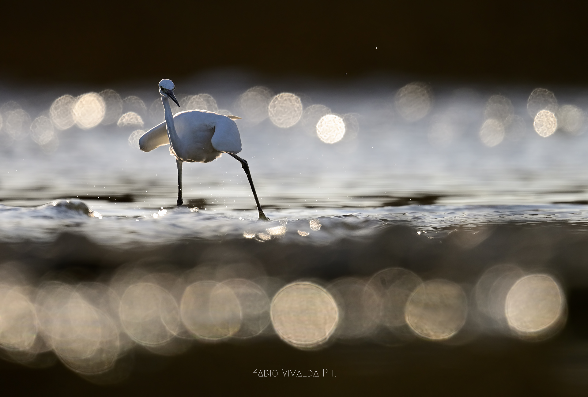 Garzetta in controluce