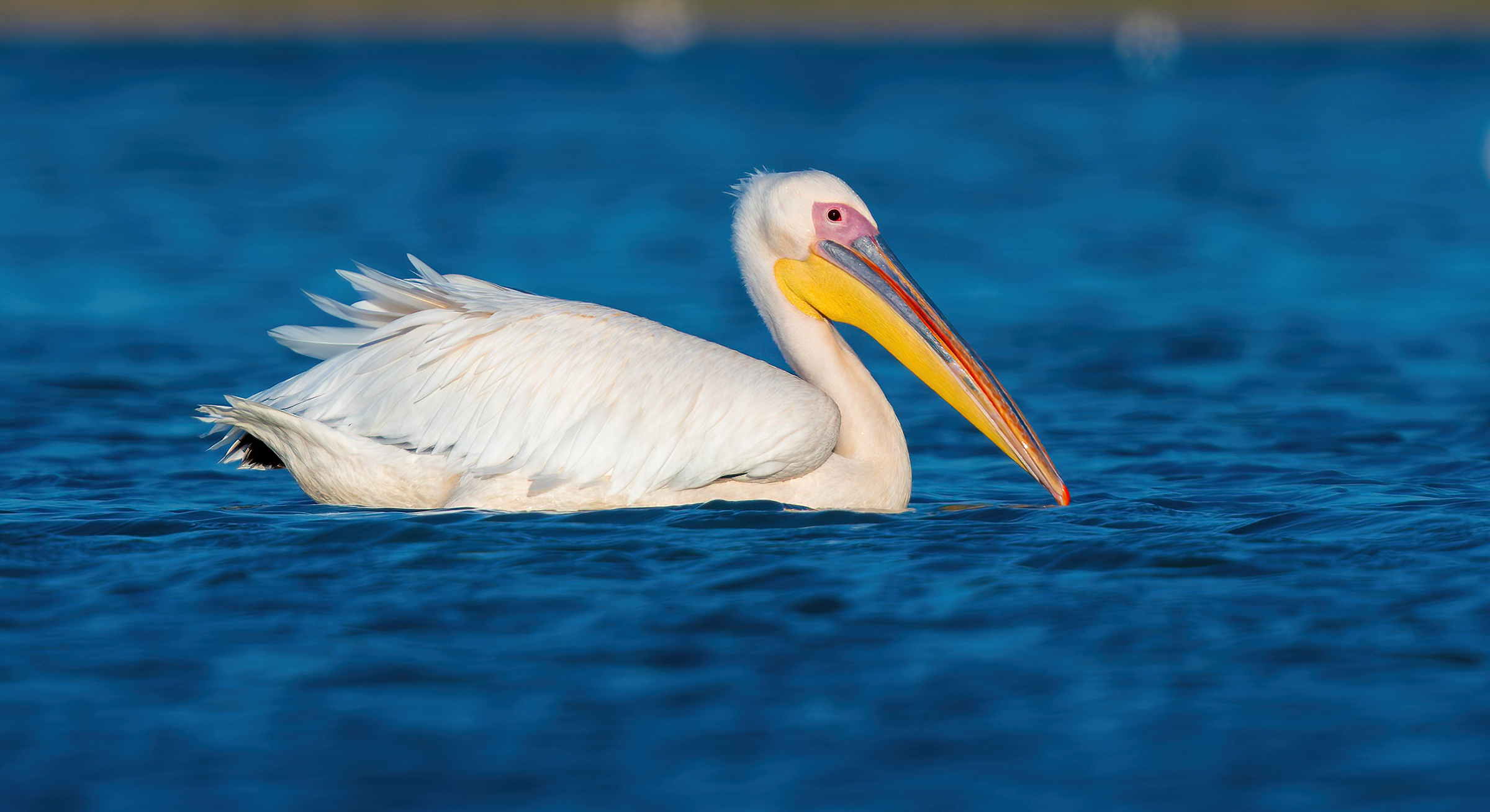 Grande pellicano bianco