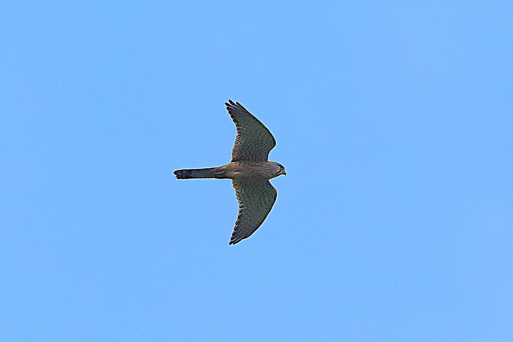 Gheppio 24 aprile 2024 - 0109