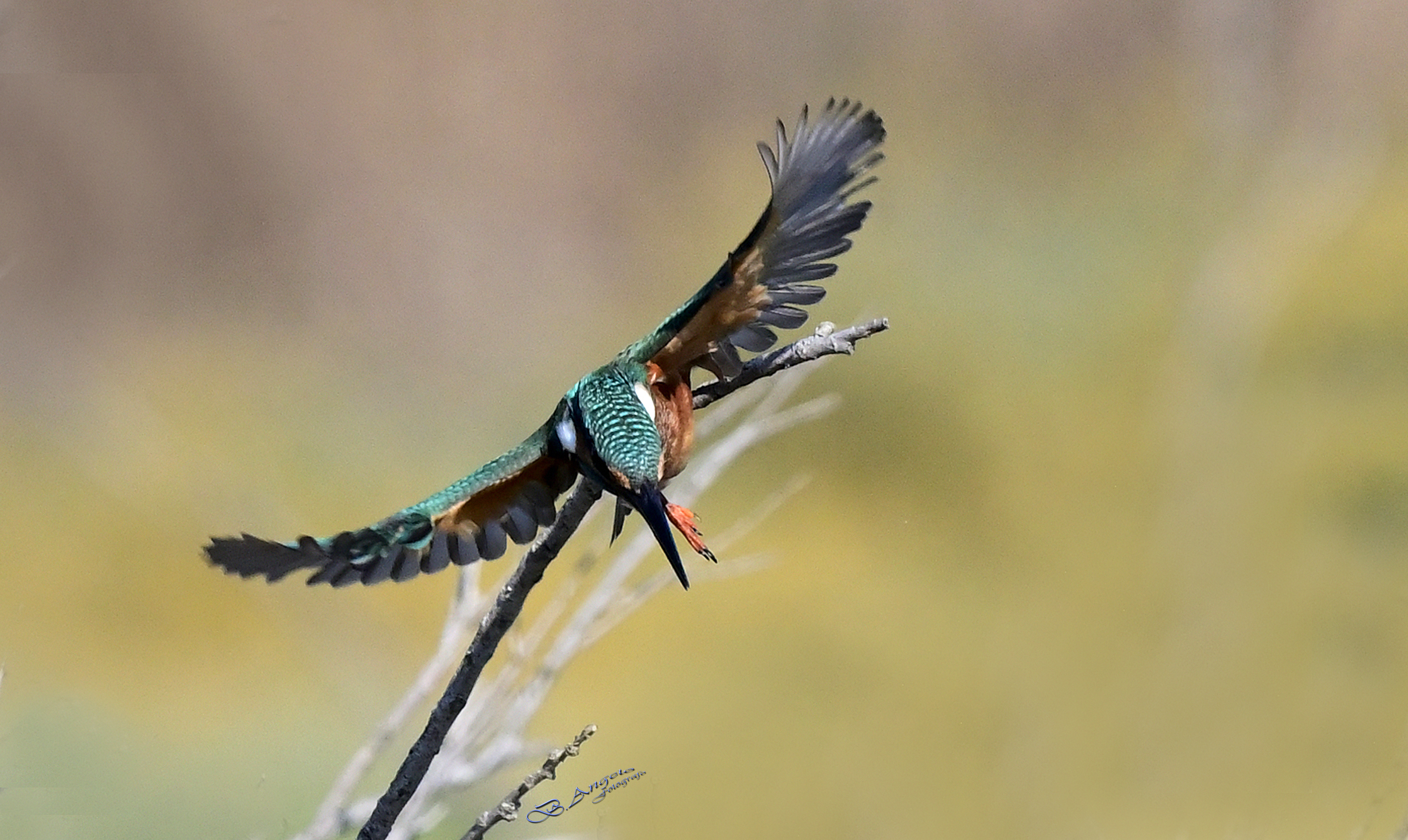 " Martin pescatore "