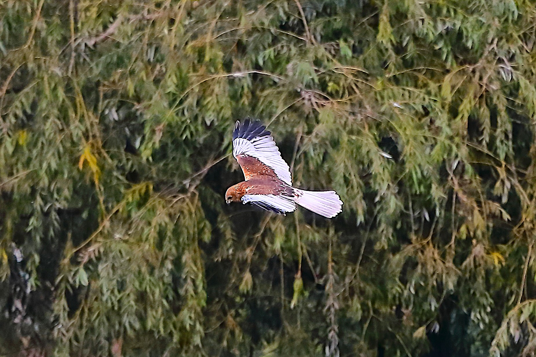 Falco di palude 12 ottobre 2022 - 0077