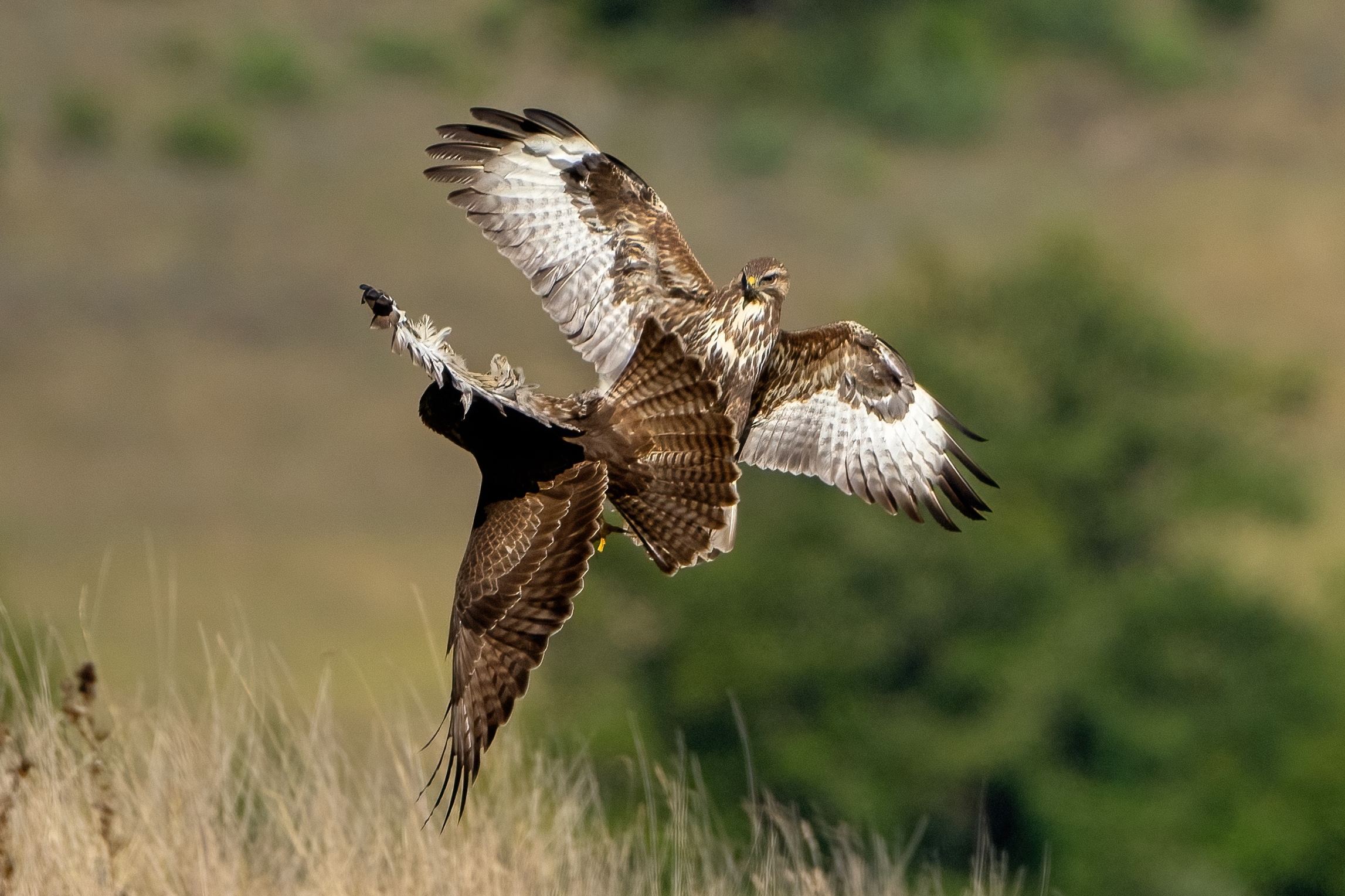 Aerial scuffles. Buzzards