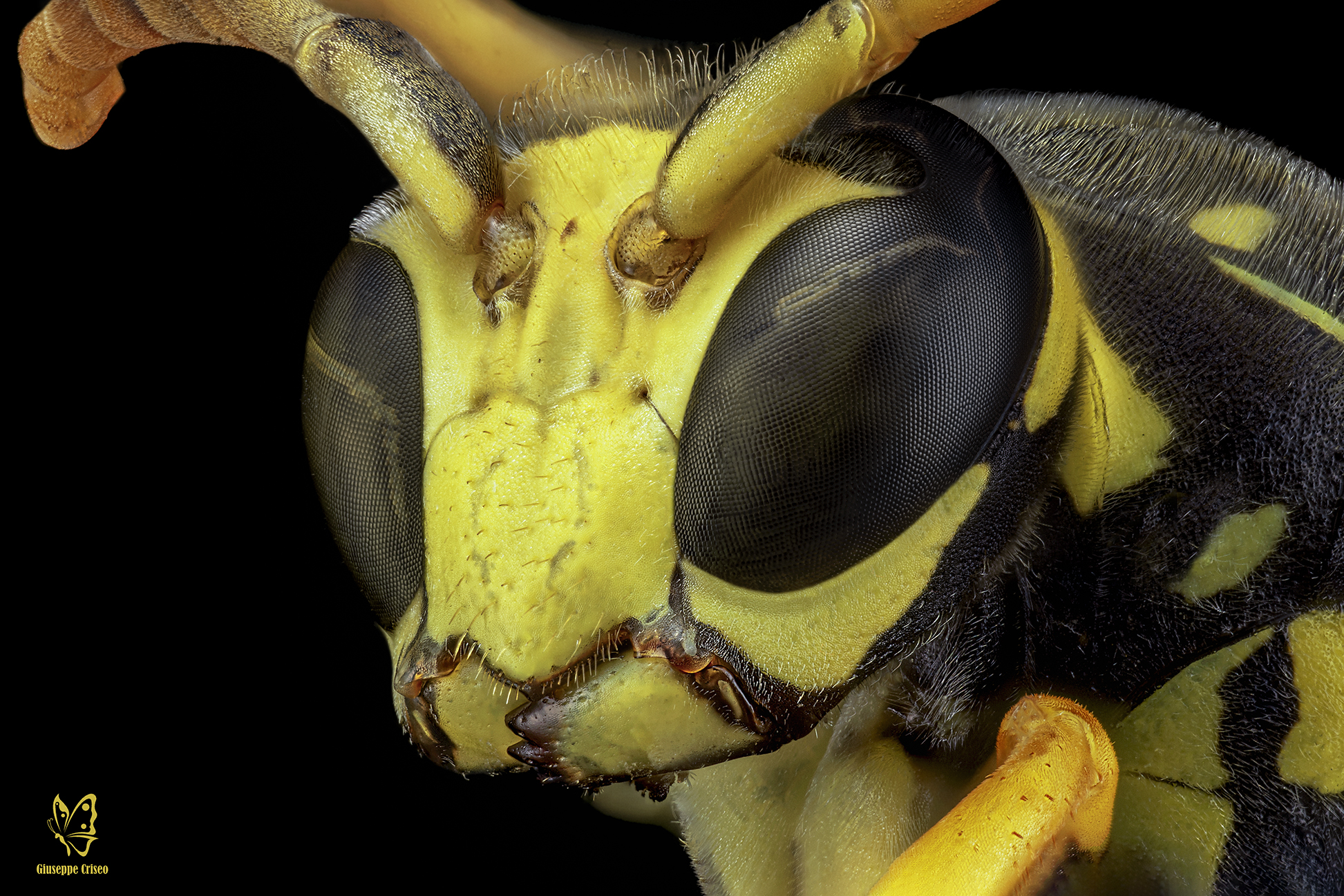 Polistes dominula, Vespidae