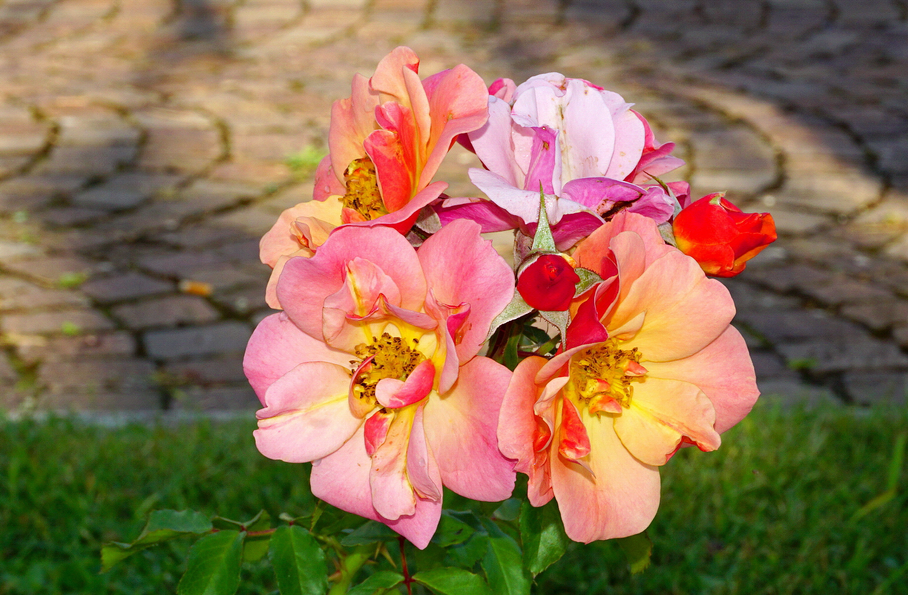 Roselline cittadine!