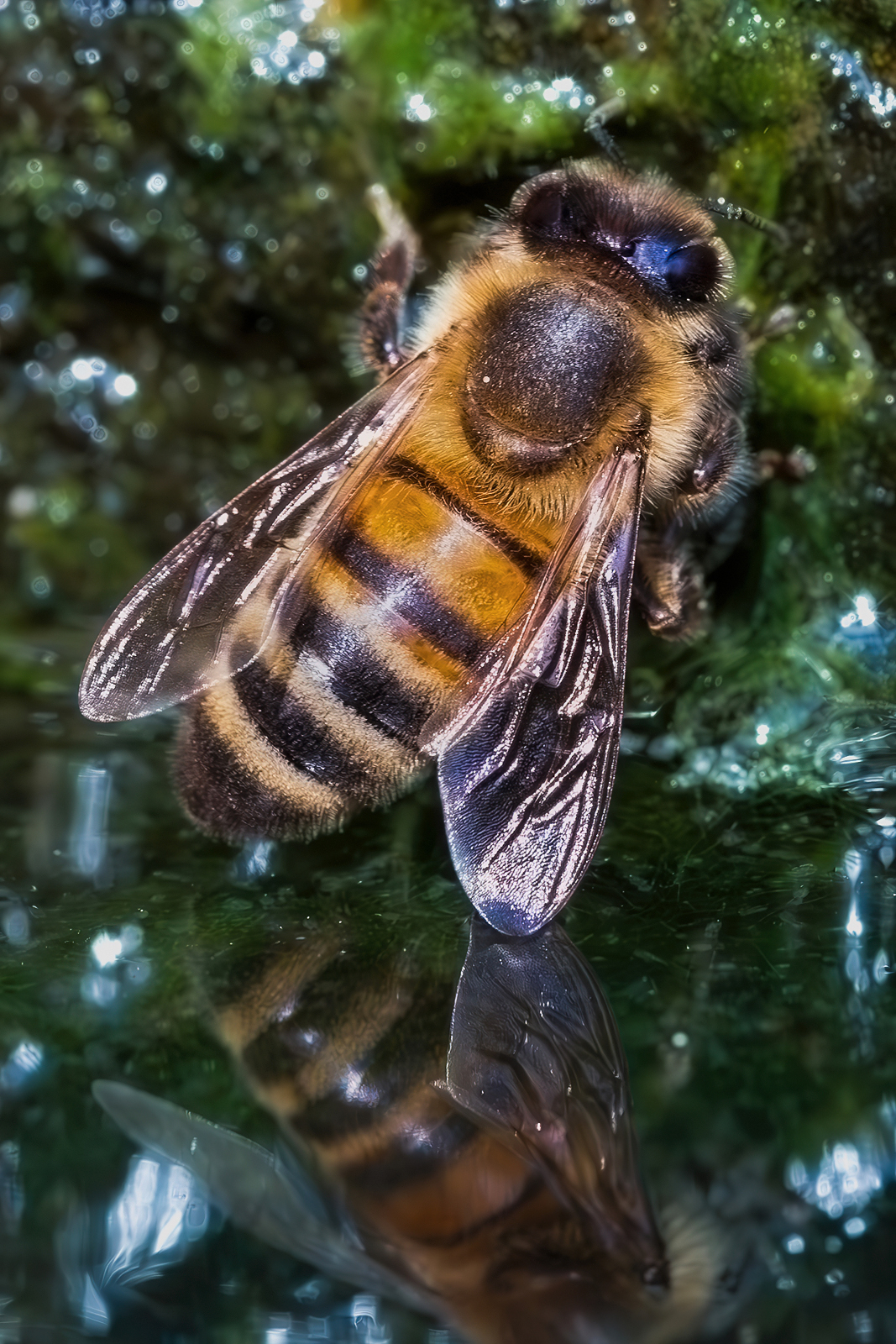Apis mellifera