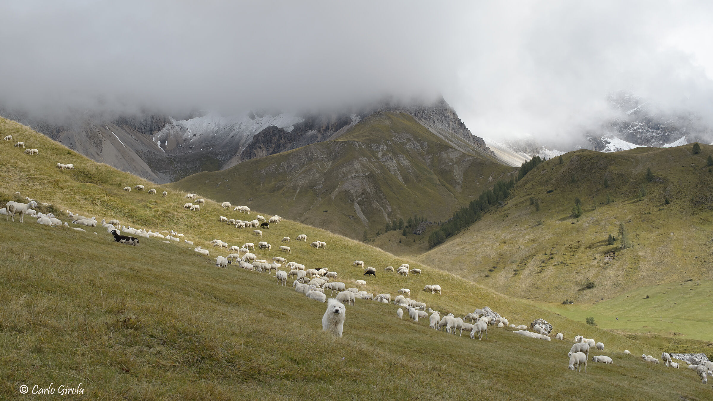 The attack of the Maremmano