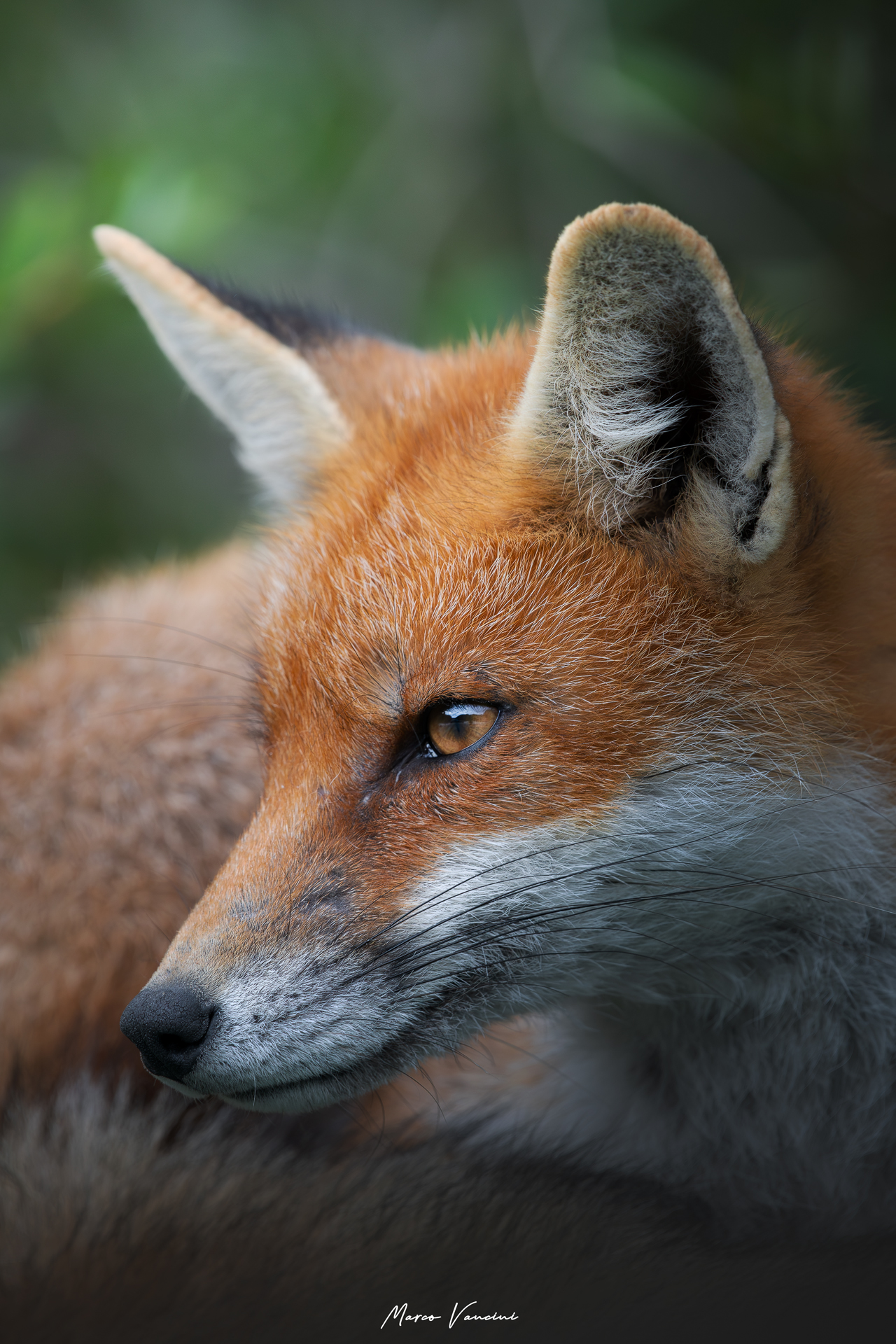 The fox