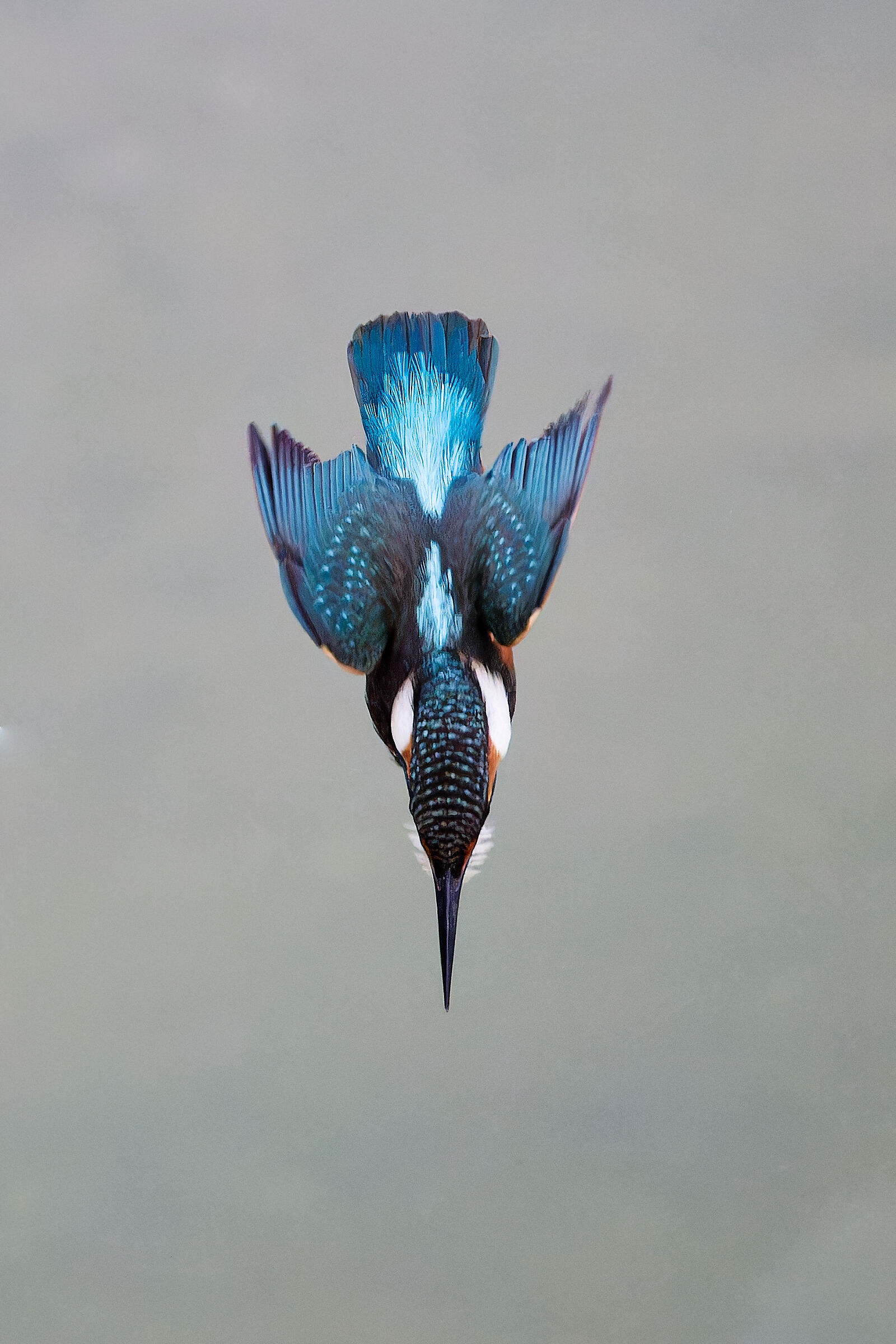 Kingfisher