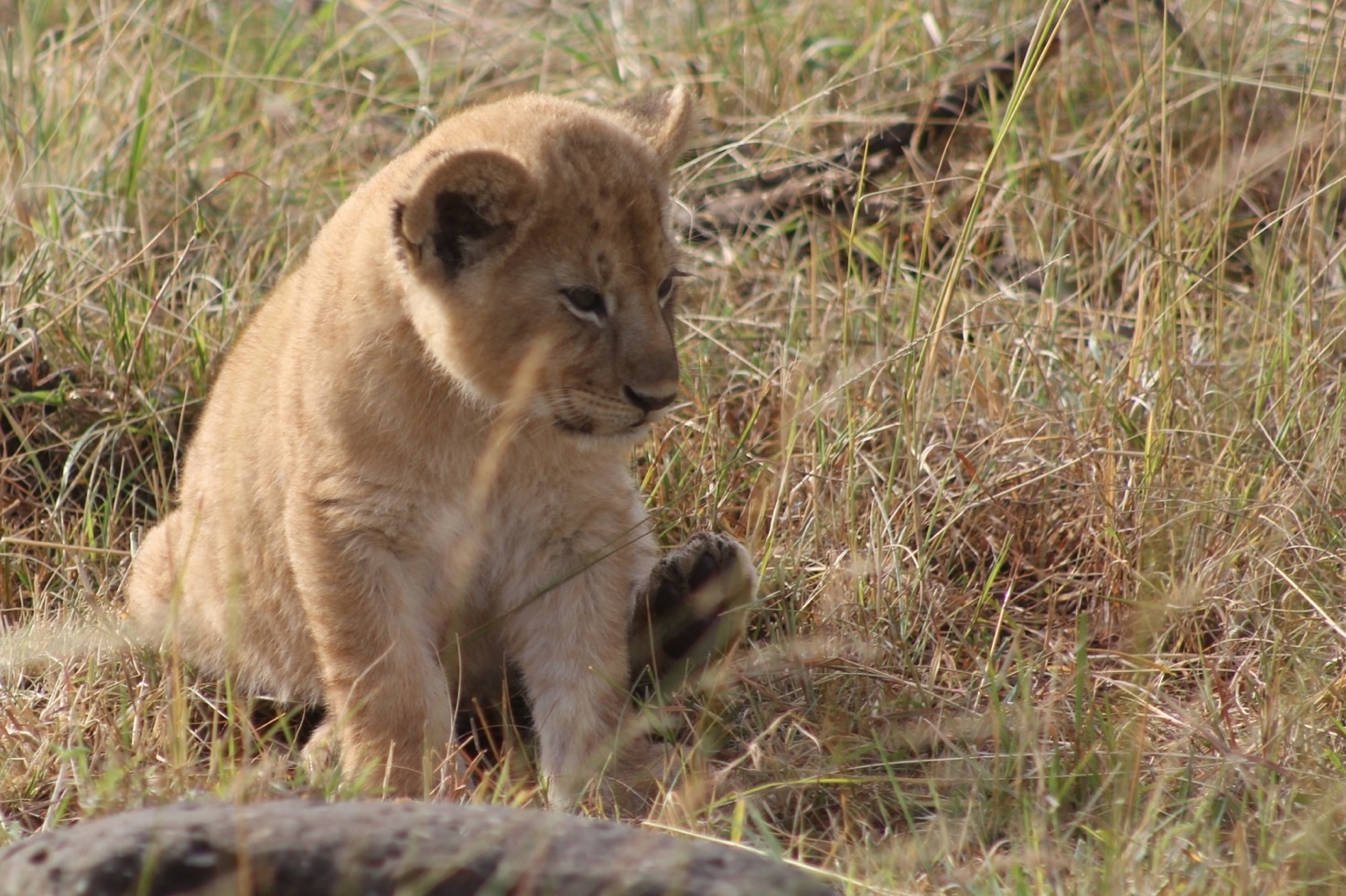 Lion - Masai Mara