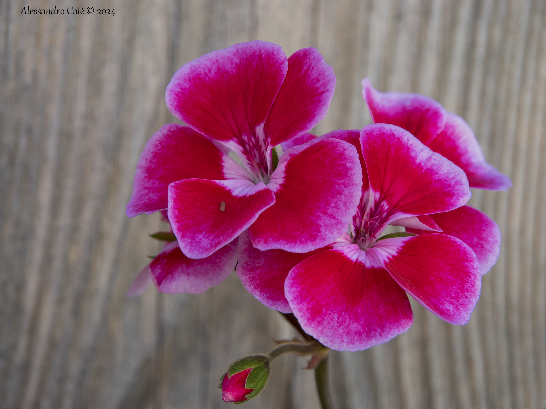 Geranium 6138