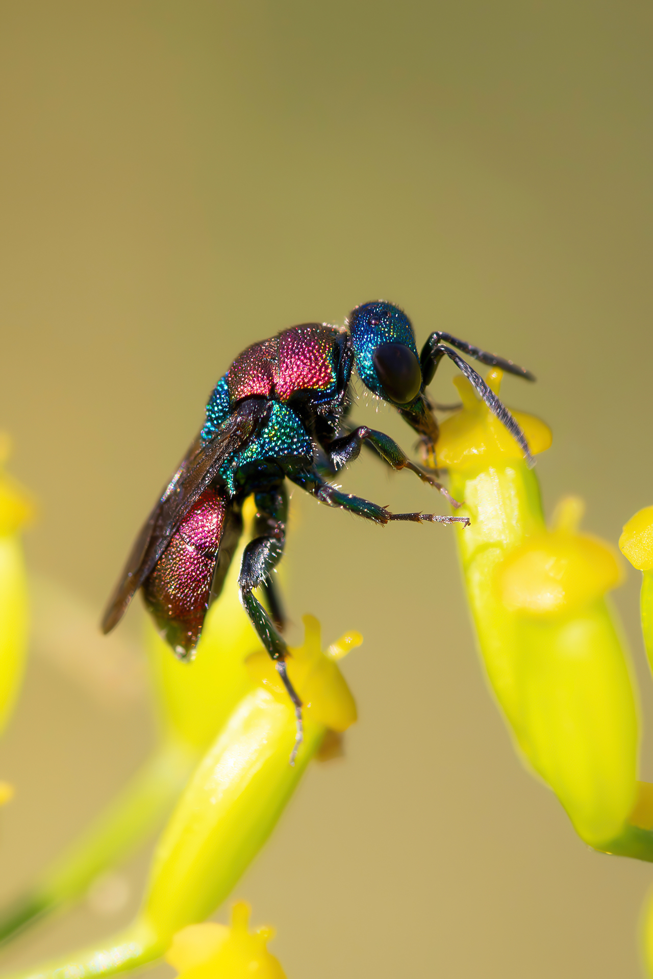 Hedychrum sp. z o.o.