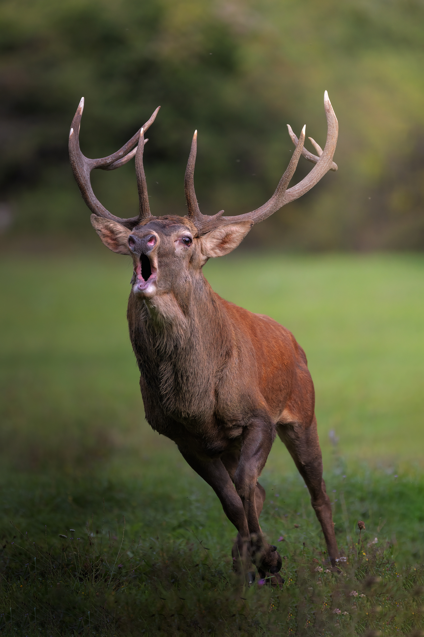 Bramito