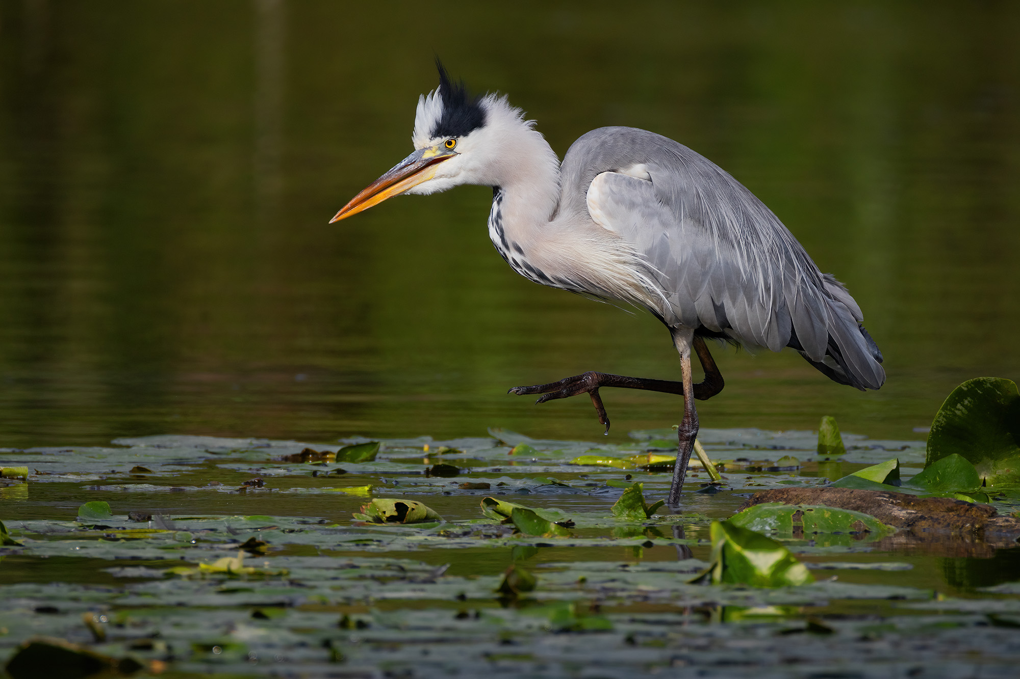 Grey heron