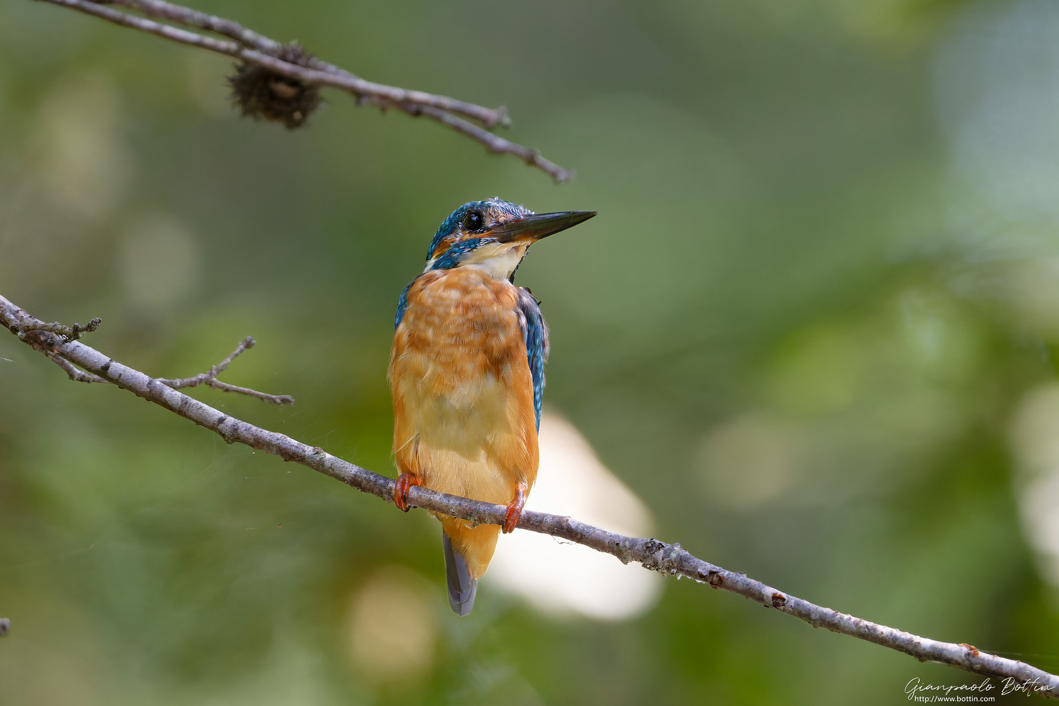 Kingfisher
