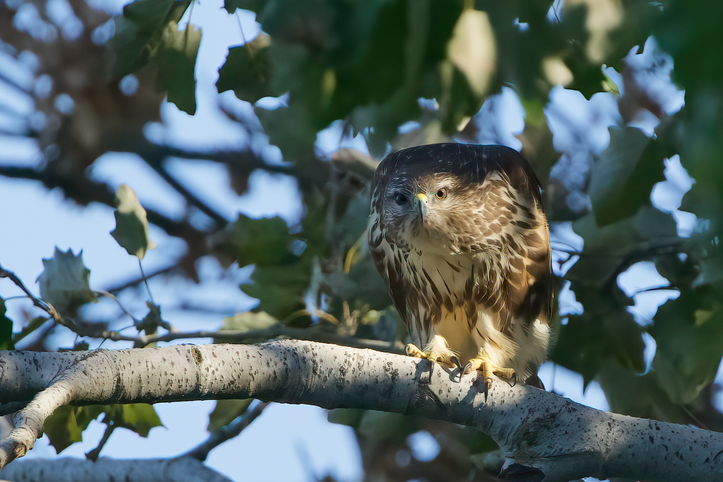 Poiana (Buteo buteo)