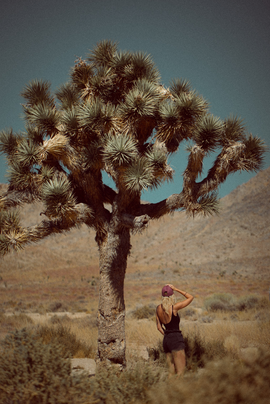 Joshua tree