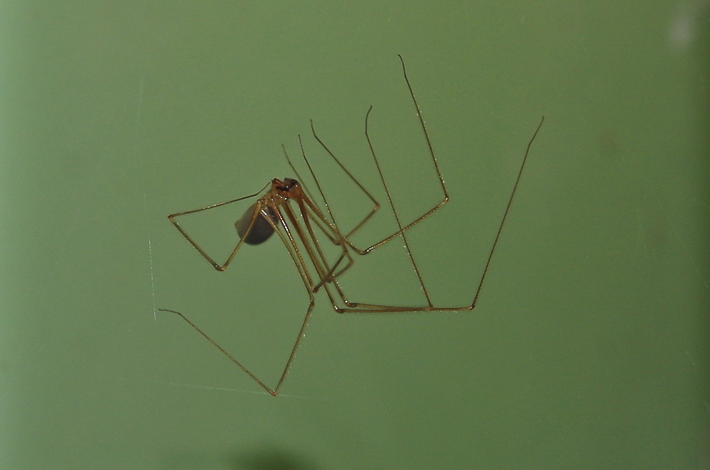Pholcus phalangioides