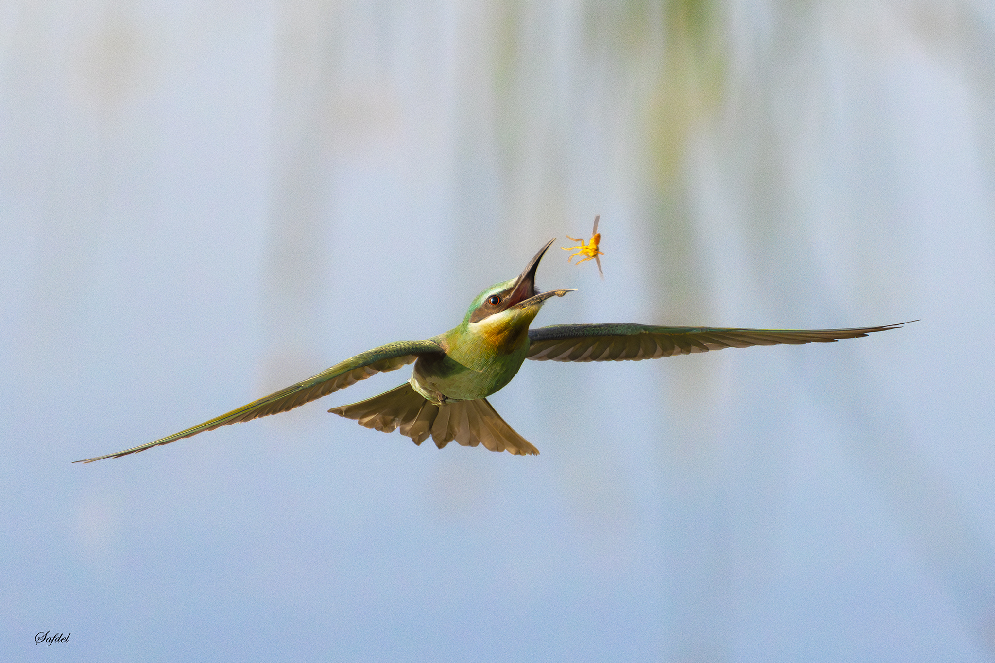 Blue-cheeked bee-eater