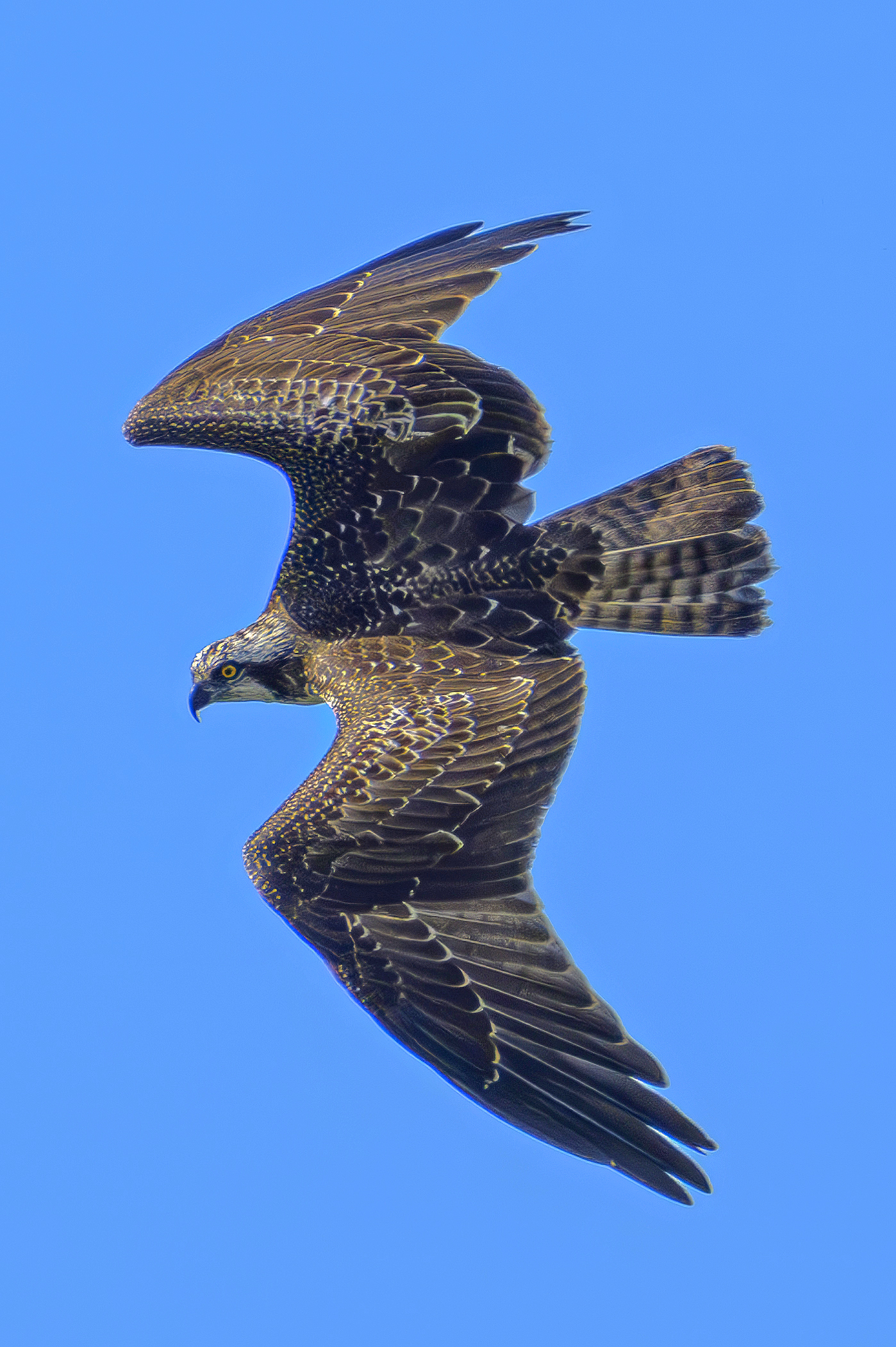 The turn of the Osprey