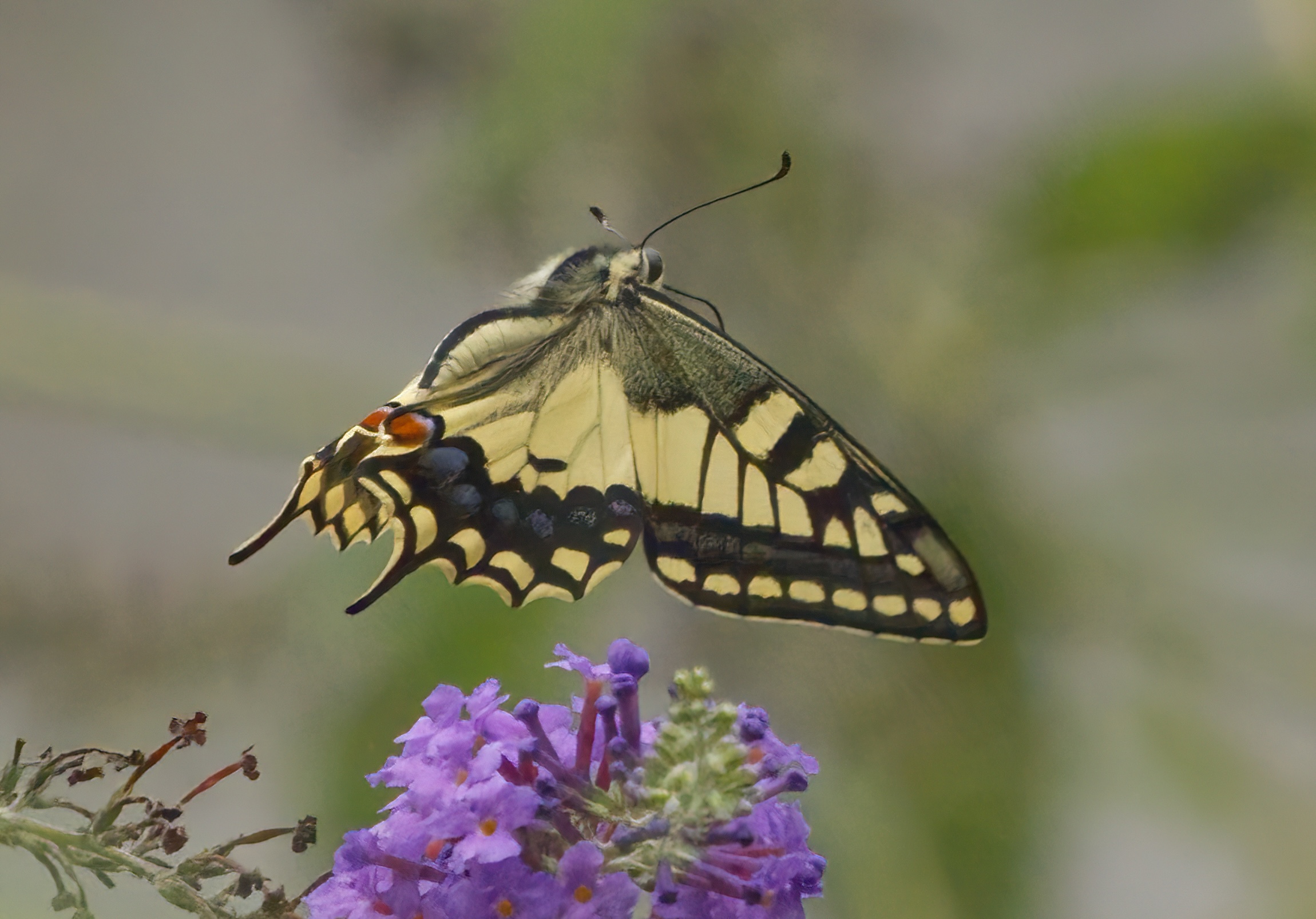Il Re del mio giardino