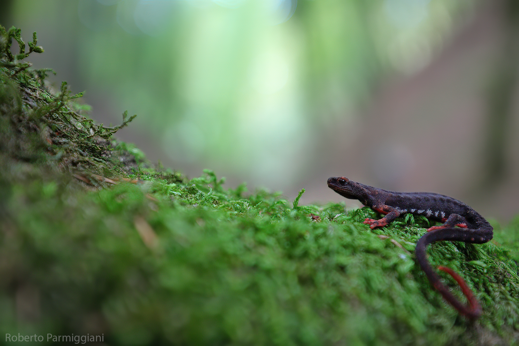 Savi's salamander