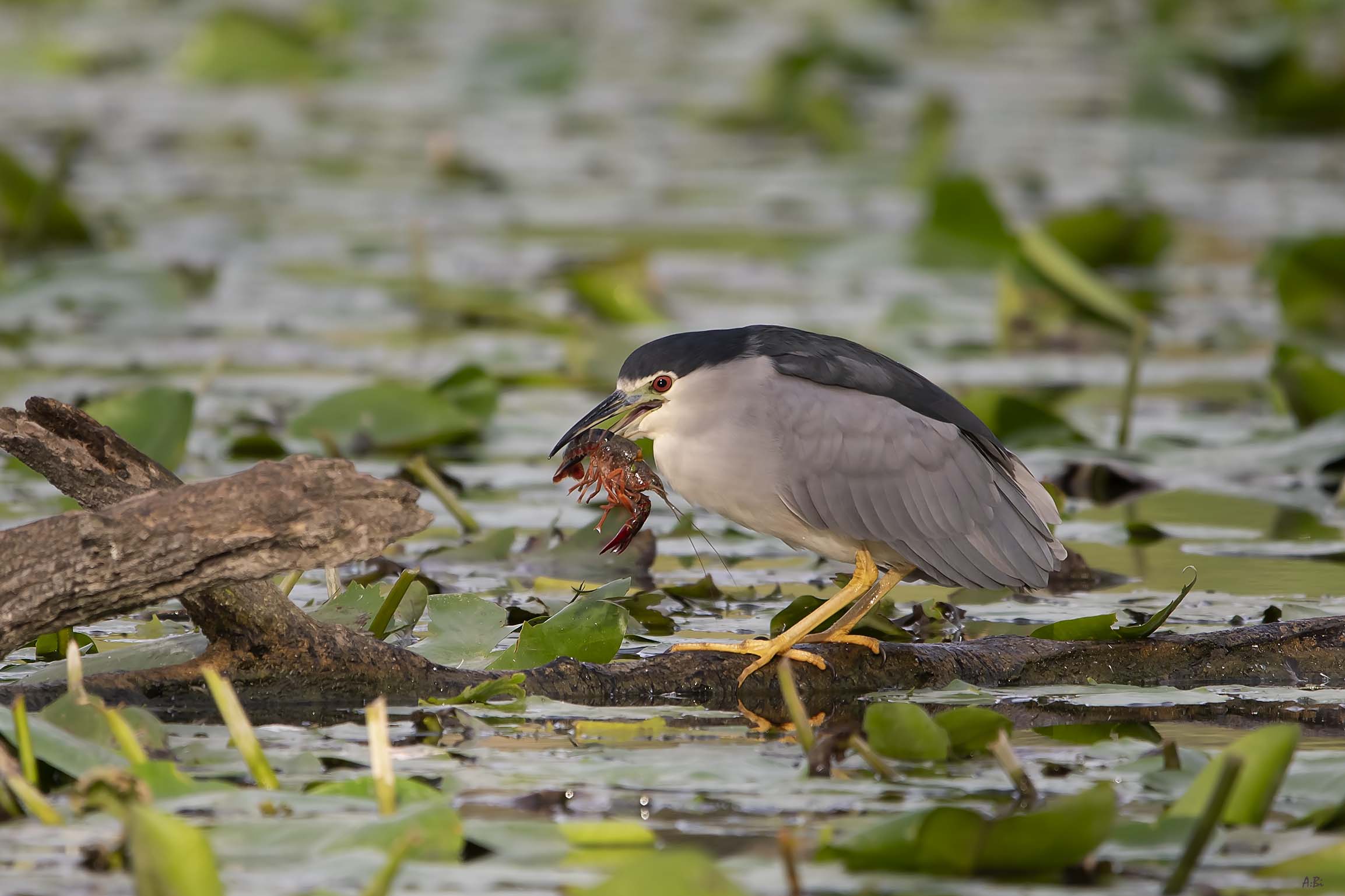 La pesca della nitticora